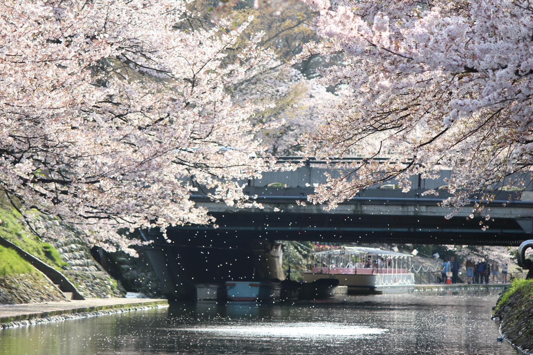 松川遊覧船もおすすめ！-1