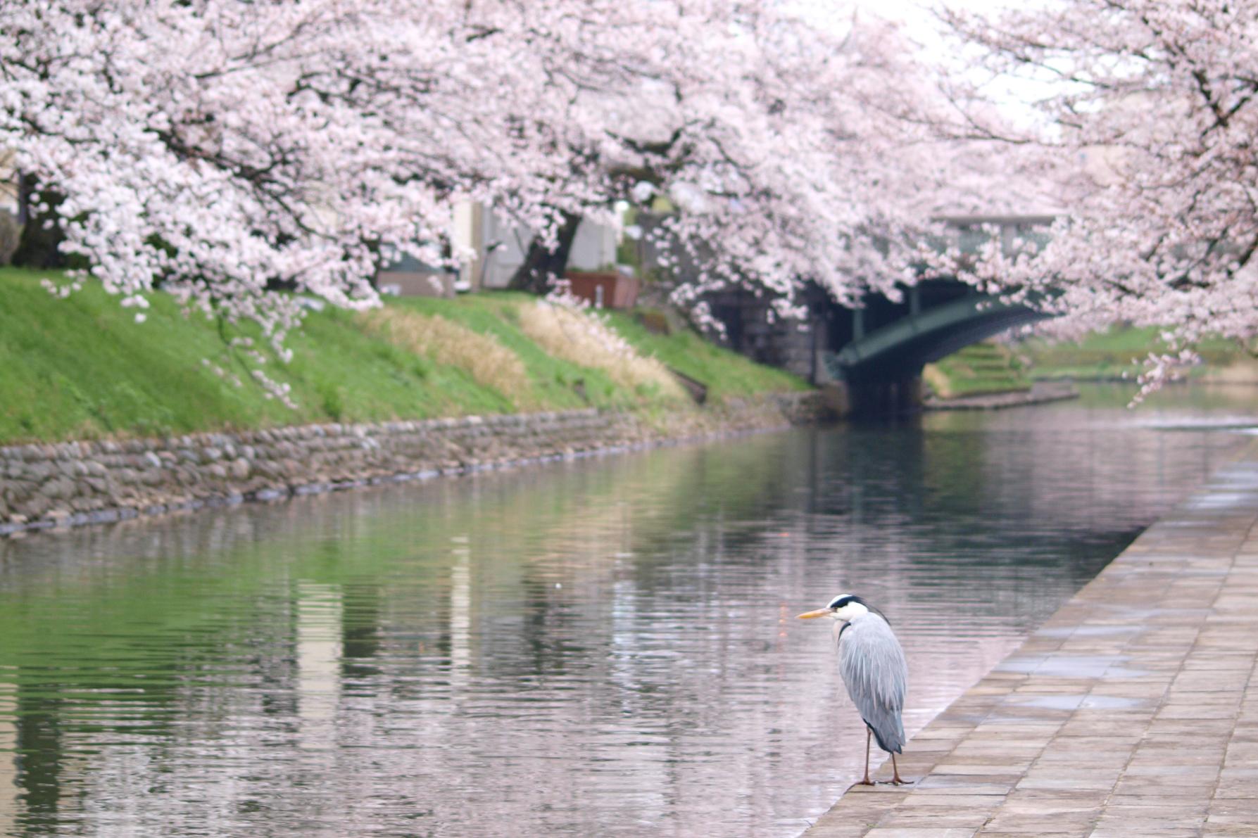 松川遊覧船もおすすめ！-2