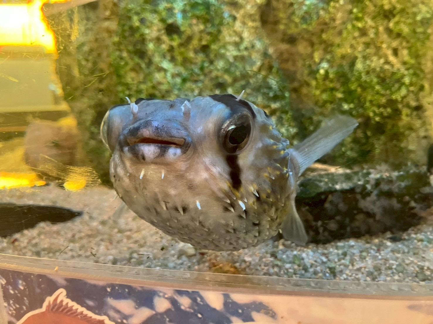 富山らしさを楽しめる朝食ビュッフェ-1