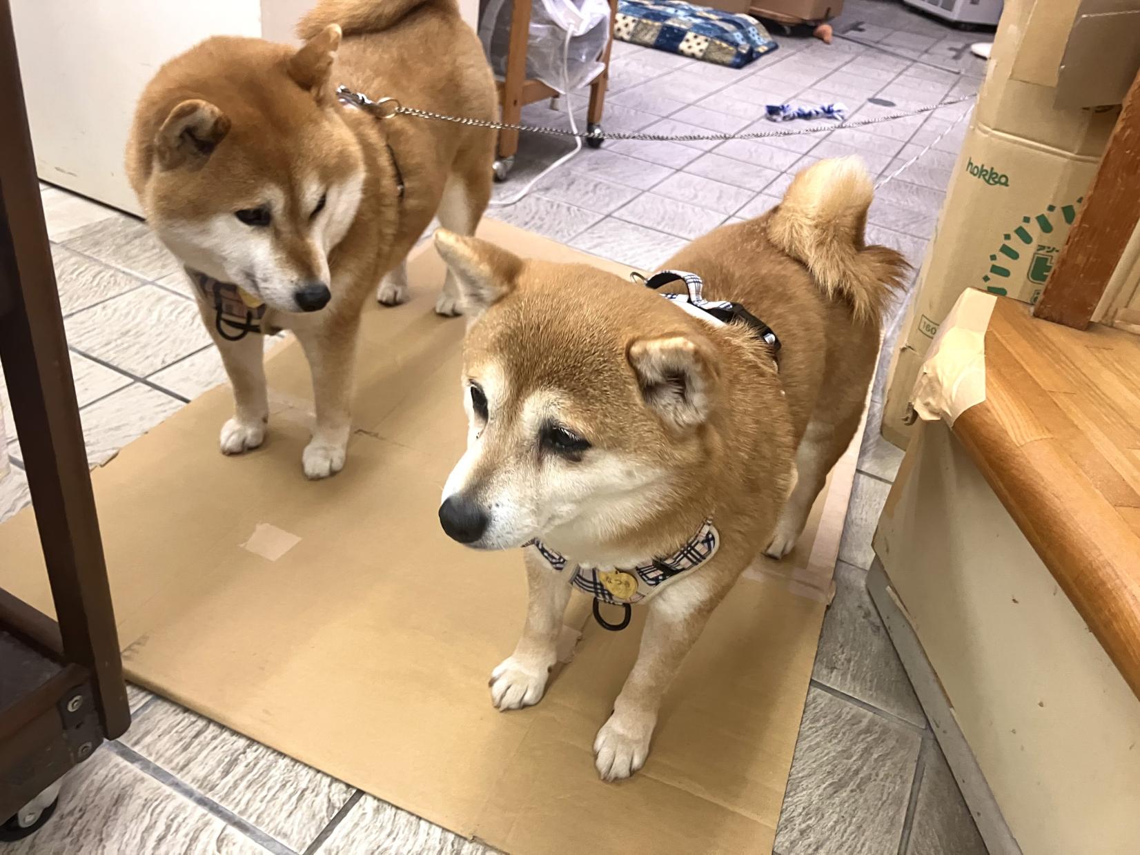 温泉街の散策も楽しみのひとつ-2