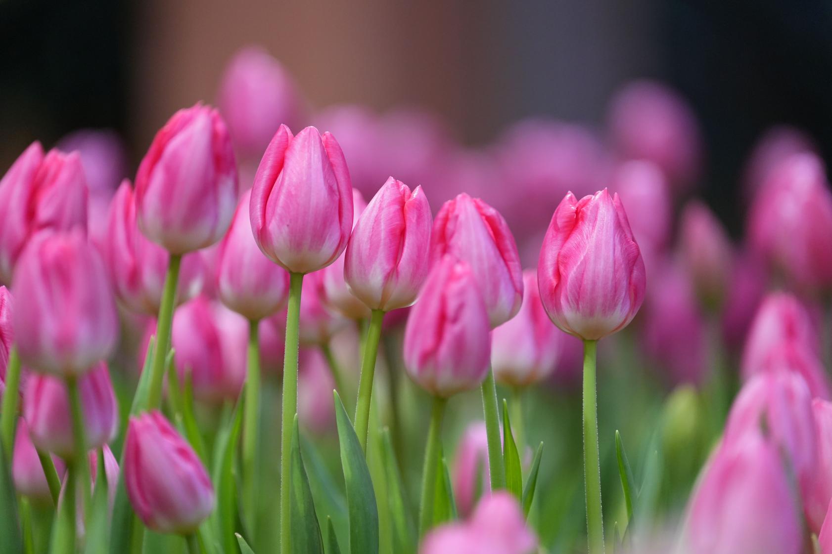 【立ち寄りスポット】砺波チューリップ公園-0