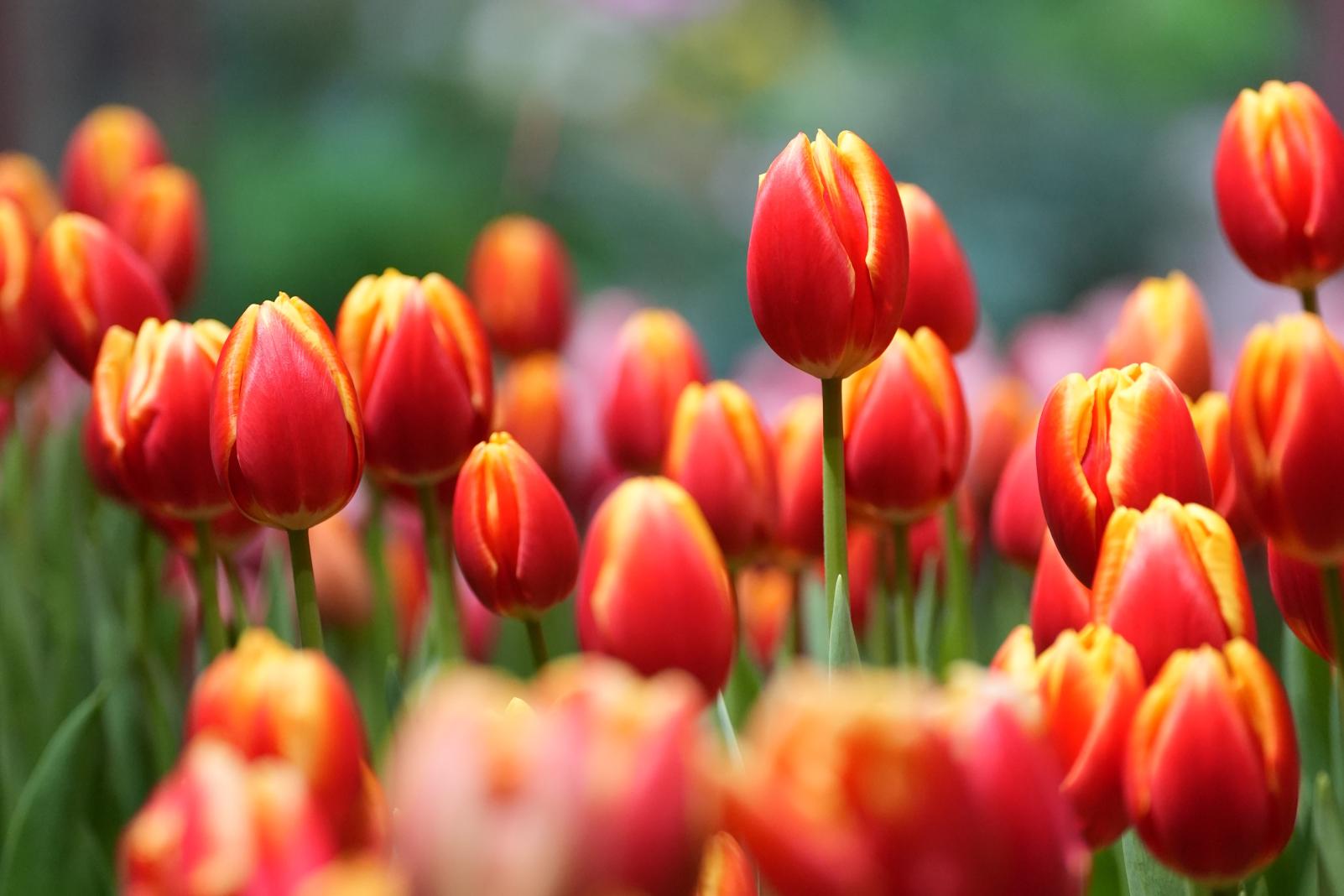 【立ち寄りスポット】砺波チューリップ公園-1