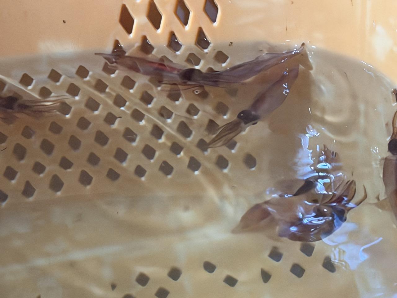 小さなホタルイカを傷つけないために-2