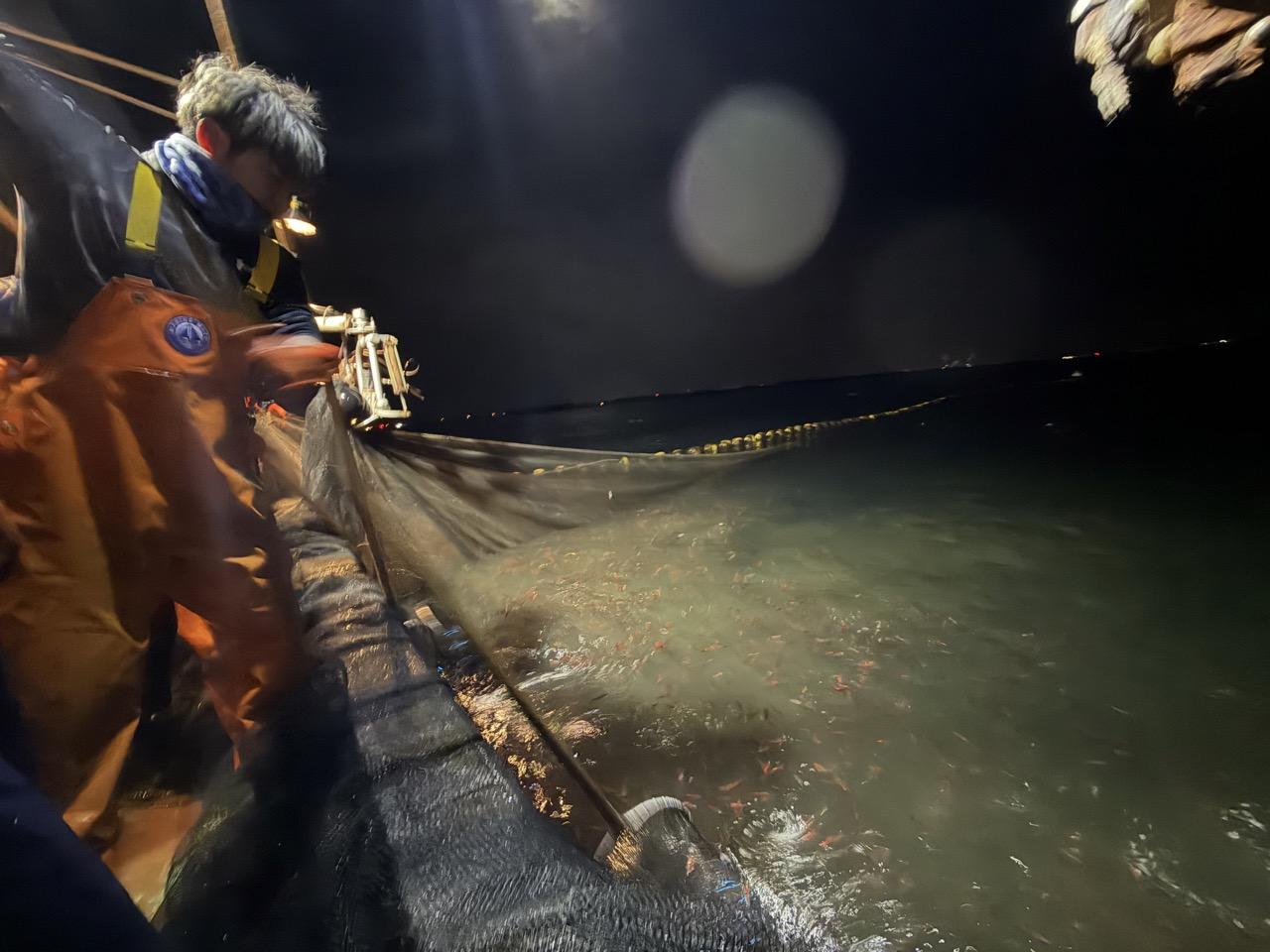 小さなホタルイカを傷つけないために-4