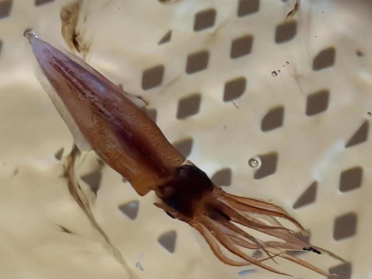 小さなホタルイカを傷つけないために-3