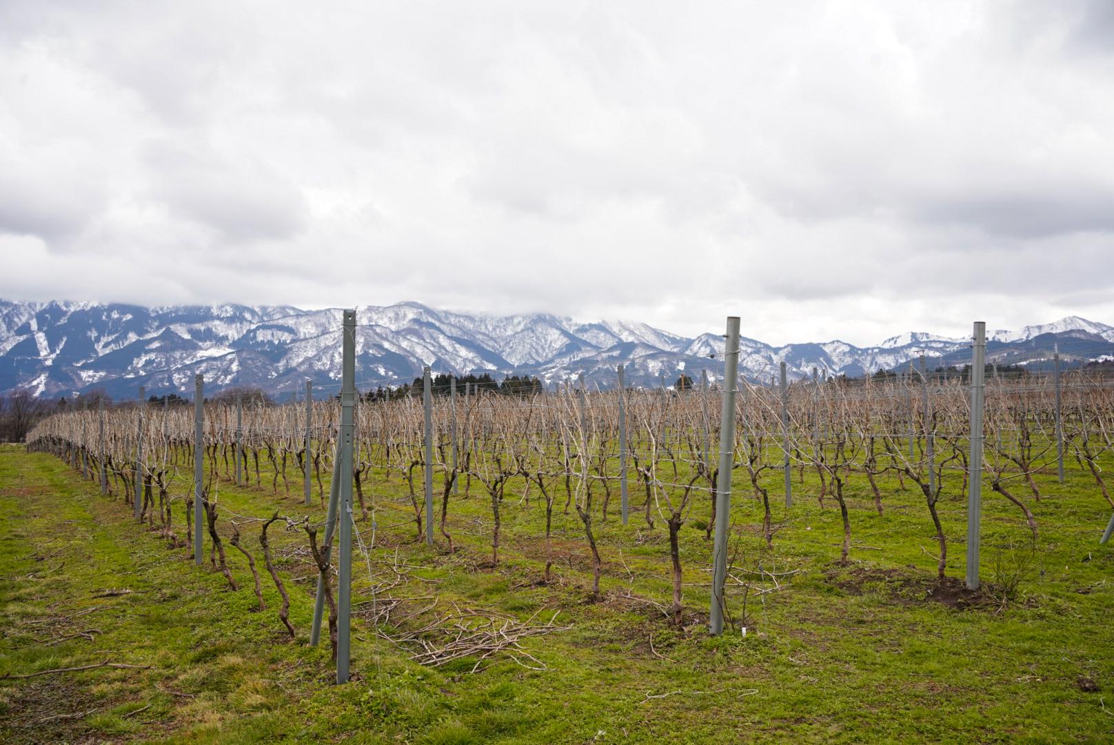 山との共演。4万1千本のぶどう畑-2
