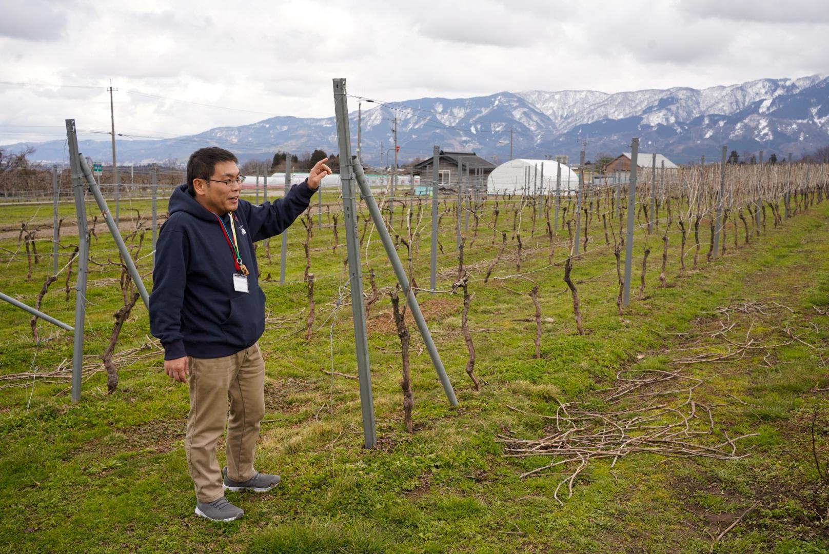 山との共演。4万1千本のぶどう畑-1