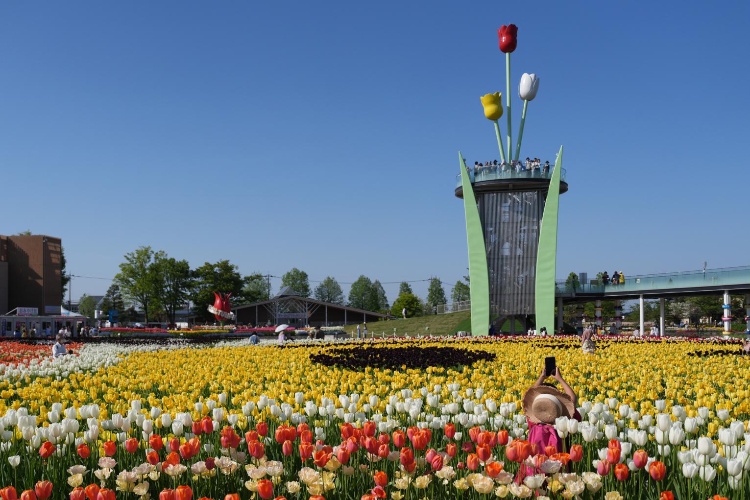 【コース①】チューリップと散居村を巡る春の1日ドライブ-0