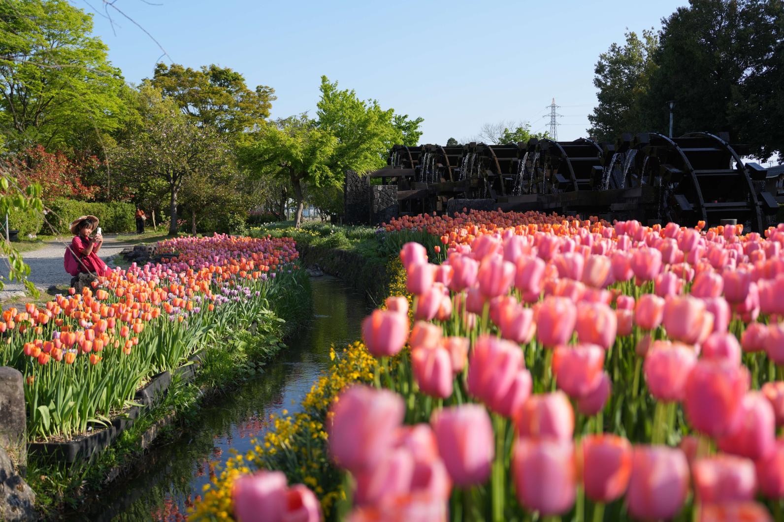 【コース①】チューリップと散居村を巡る春の1日ドライブ-1