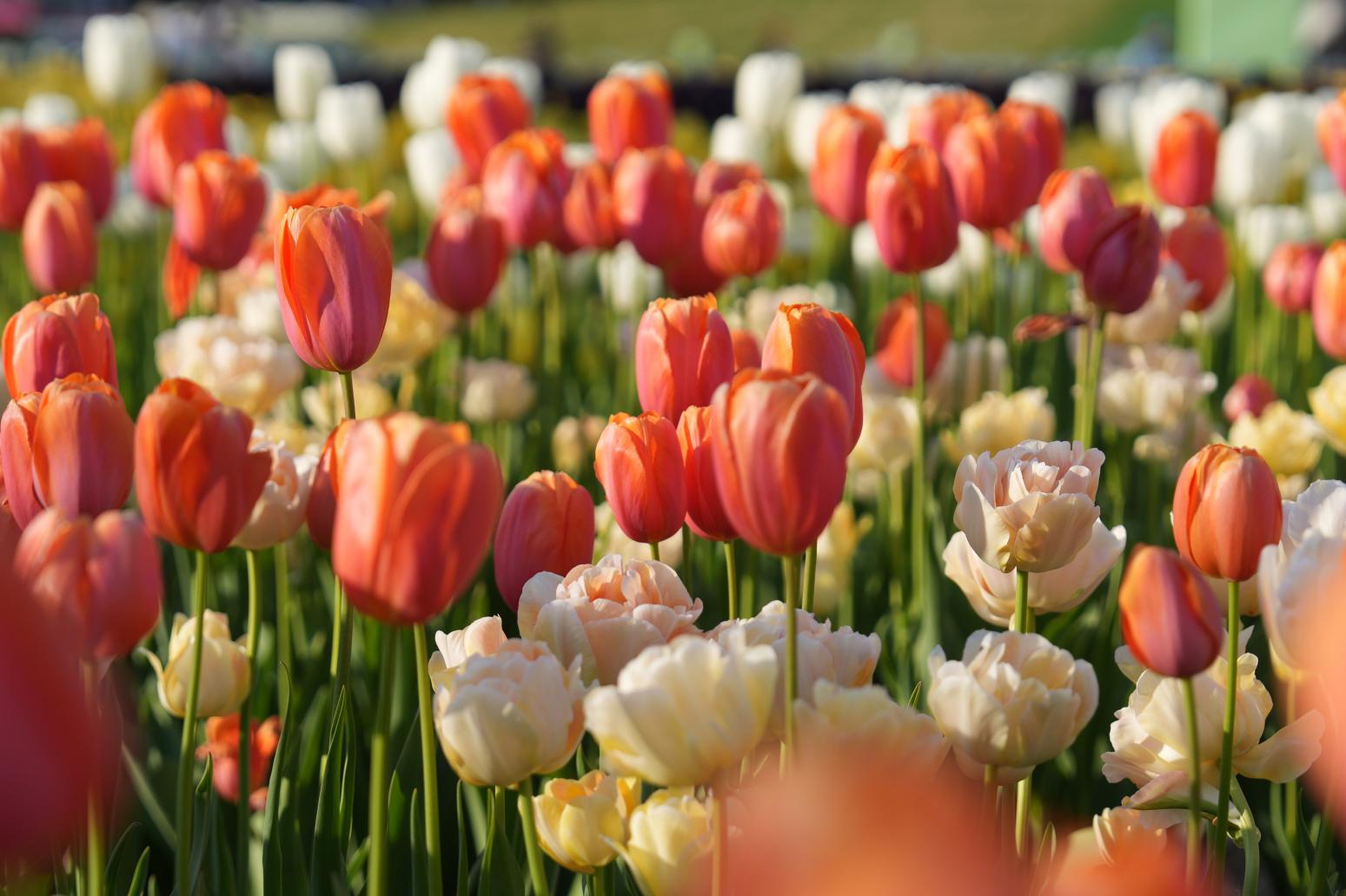 【コース①】チューリップと散居村を巡る春の1日ドライブ-2
