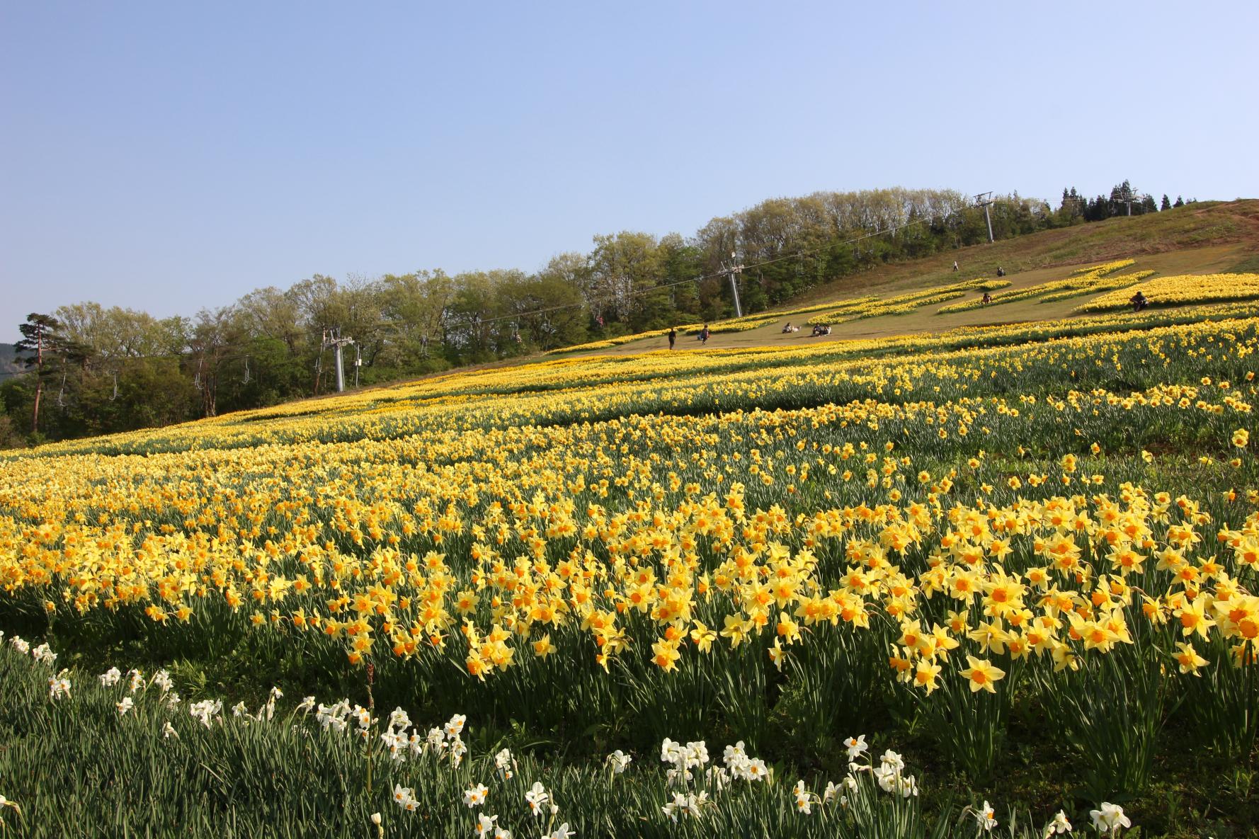 【コース②】水仙とスキー場（展望台）からの絶景半日コース-0