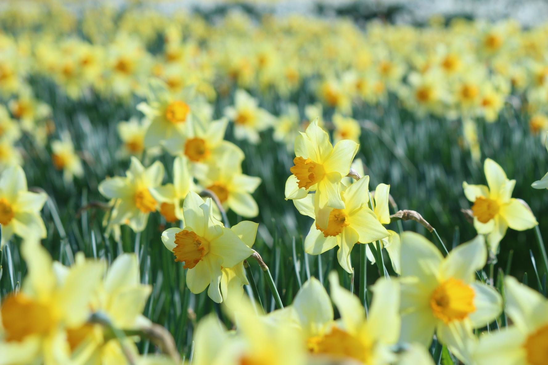 【コース②】水仙とスキー場（展望台）からの絶景半日コース-1