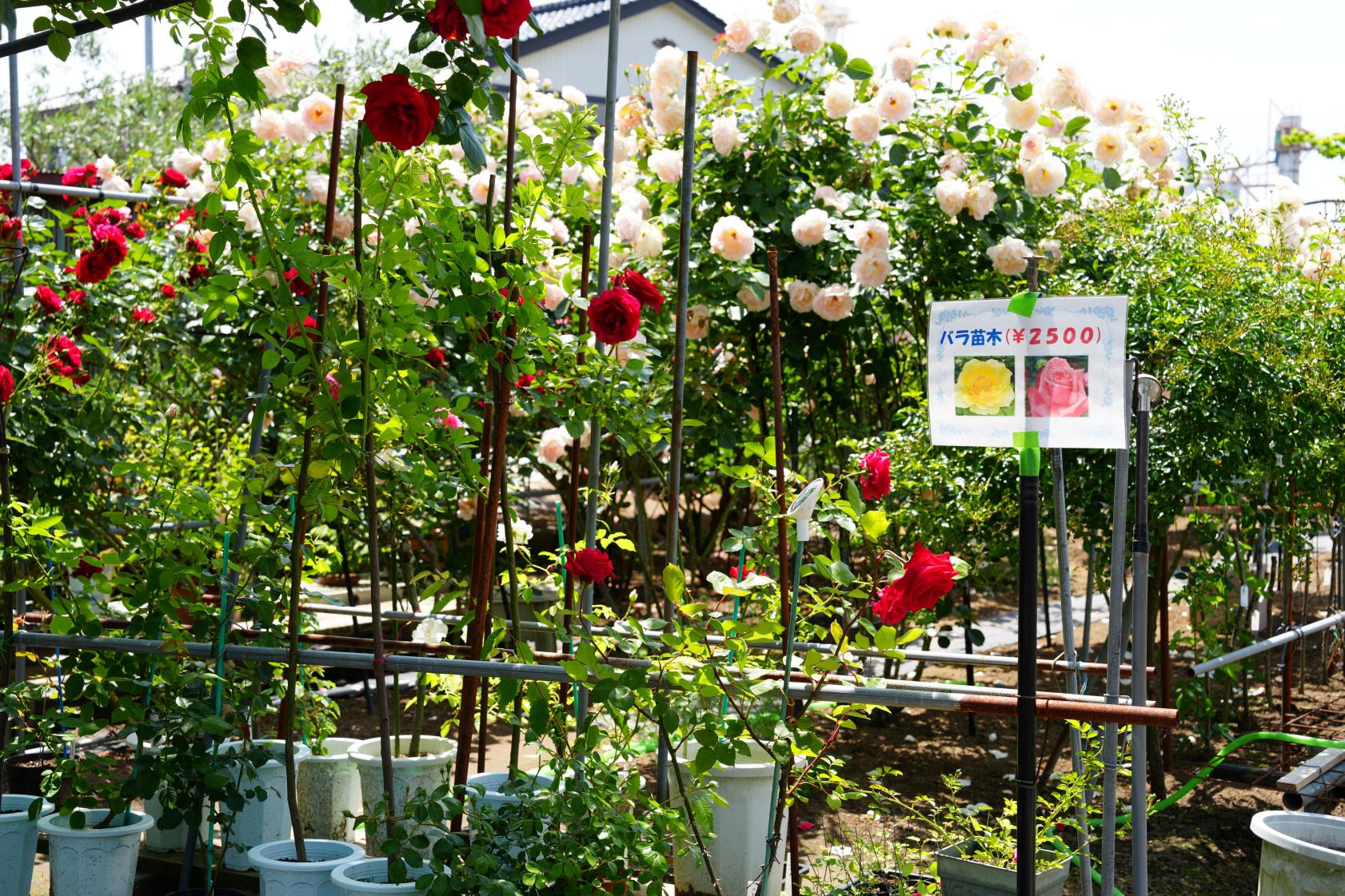お土産に「バラ」の花も！-1