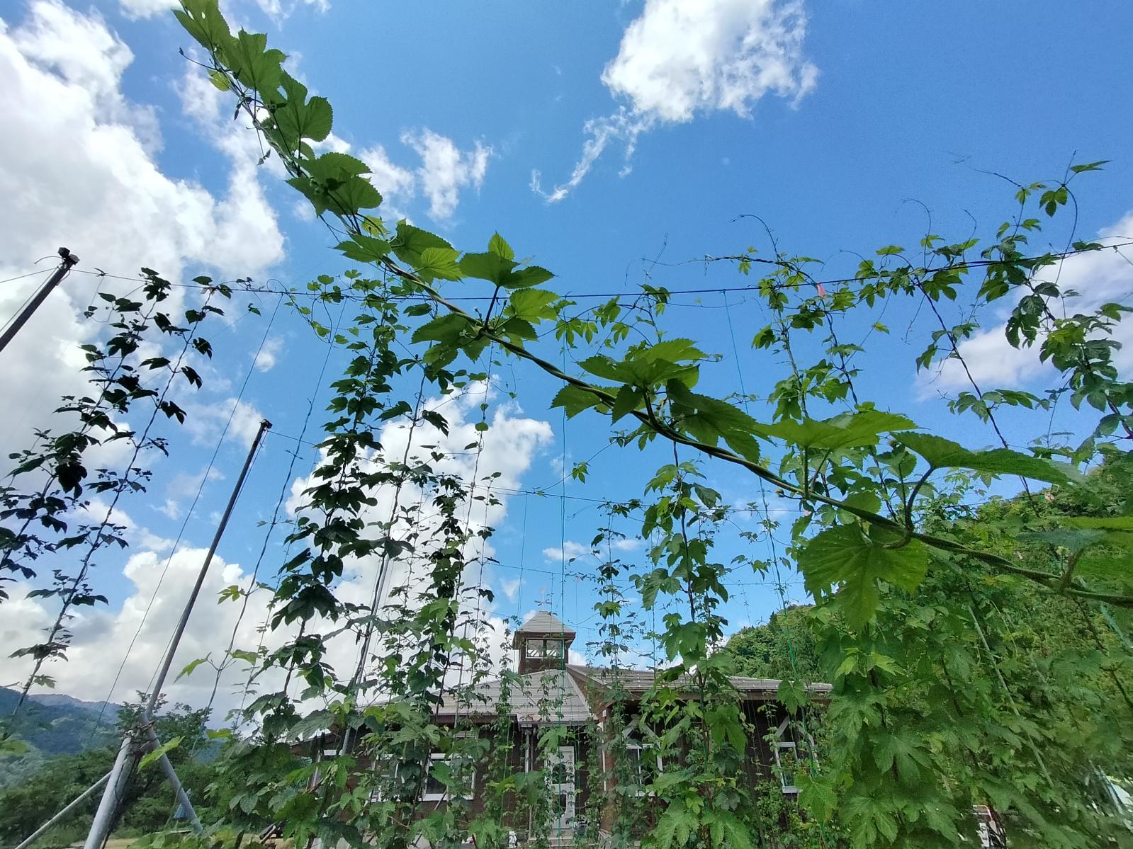 芦峅寺産ホップでつくる「芦峅寺クラフトビール」-0