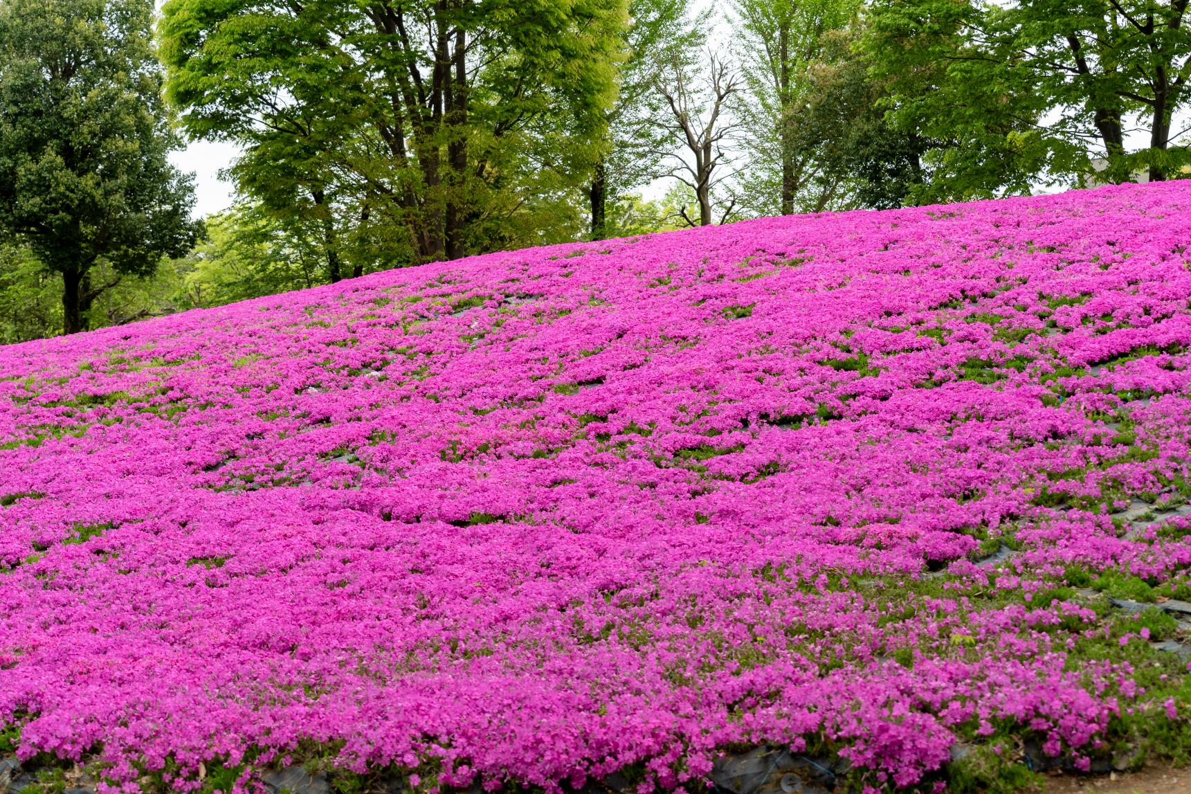 チューリップ以外の花もお見逃しなく！-0
