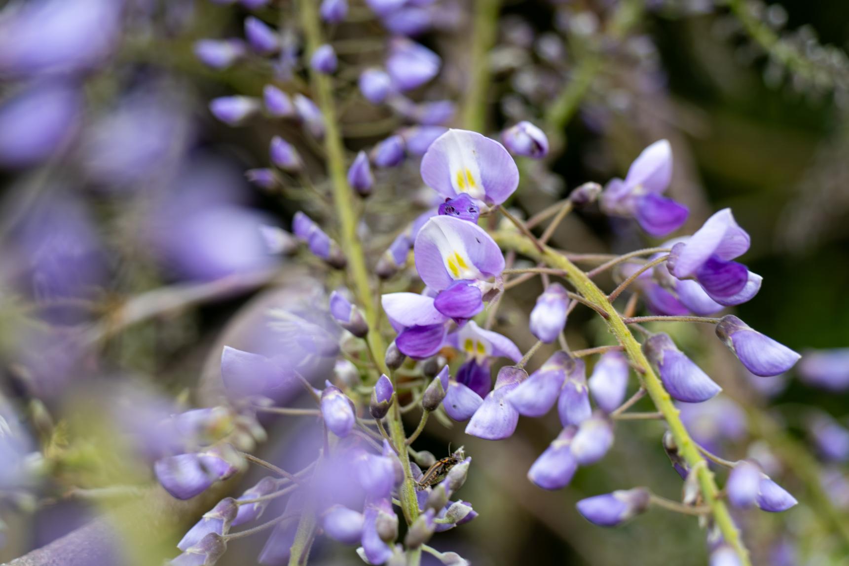 藤の花はいつが見頃？-0