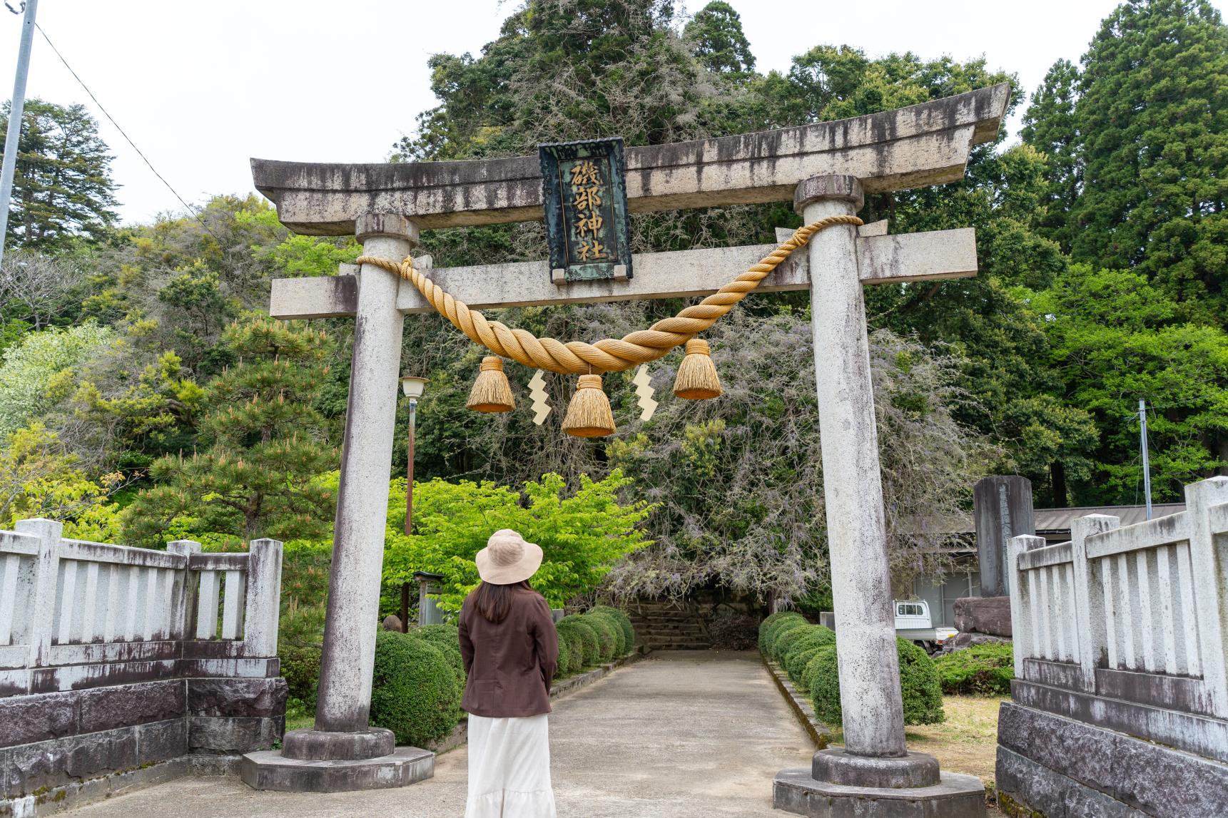 藤の花はいつが見頃？-1