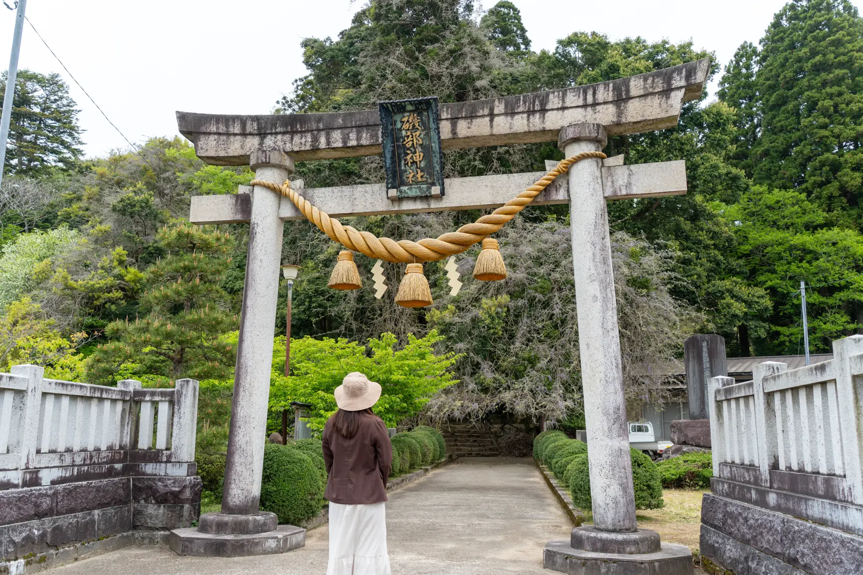 藤の花はいつが見頃？-1