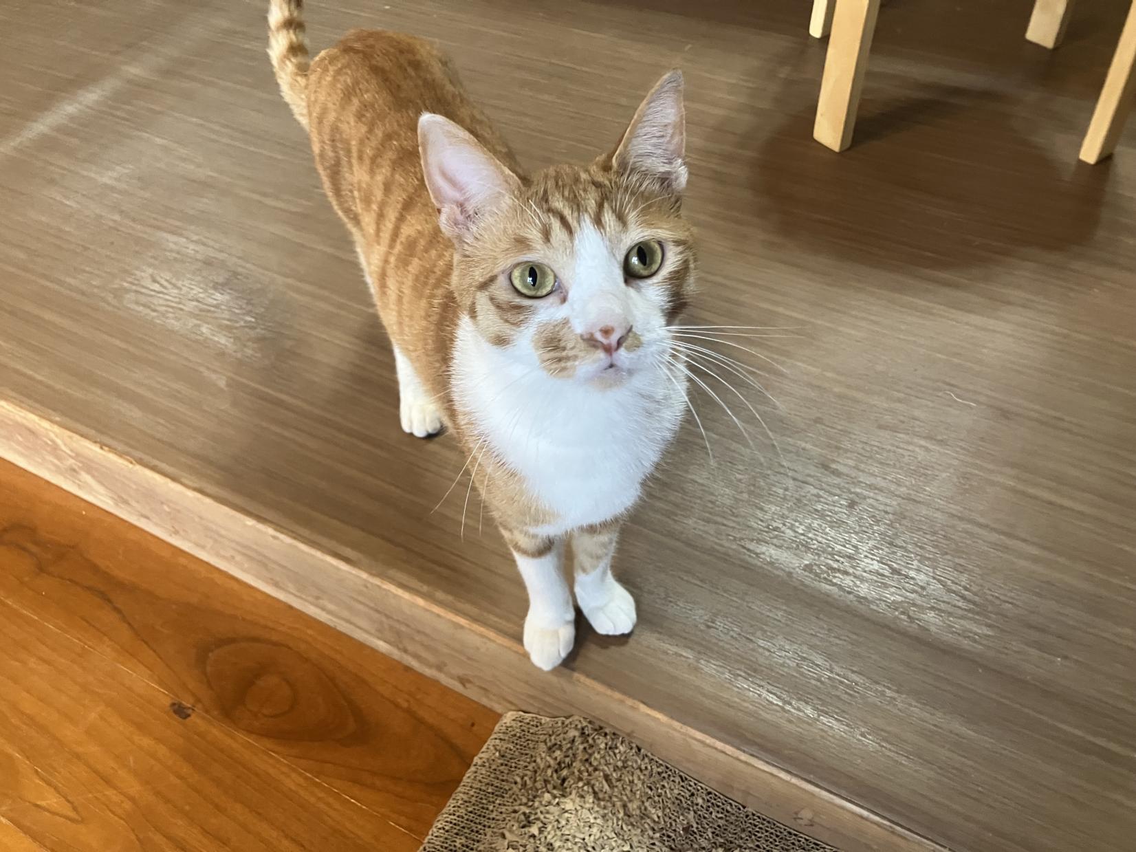 自由に過ごす猫たちと、あたたかな空間-1