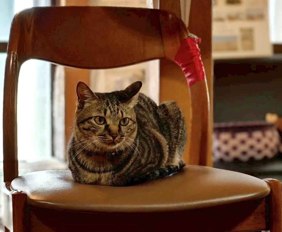 自由に過ごす猫たちと、あたたかな空間-2