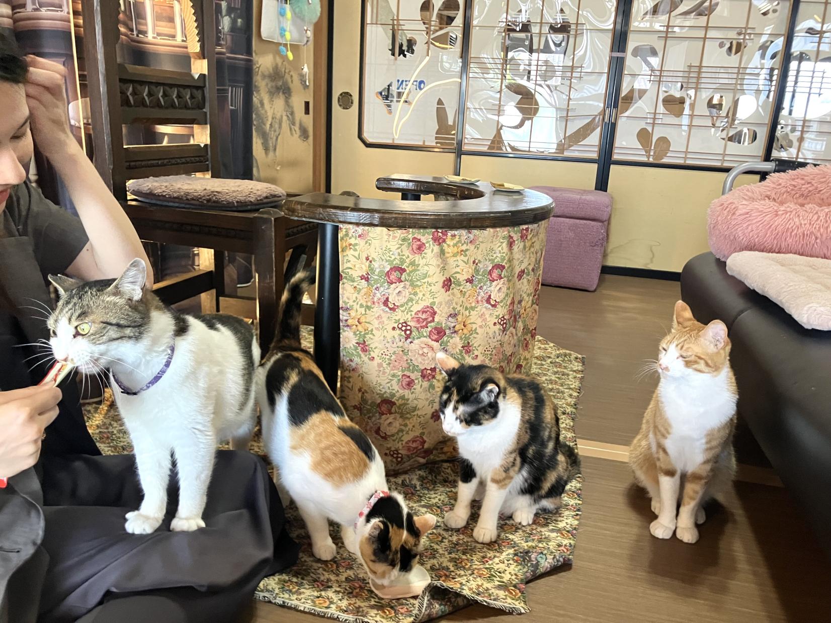 自由に過ごす猫たちと、あたたかな空間-3