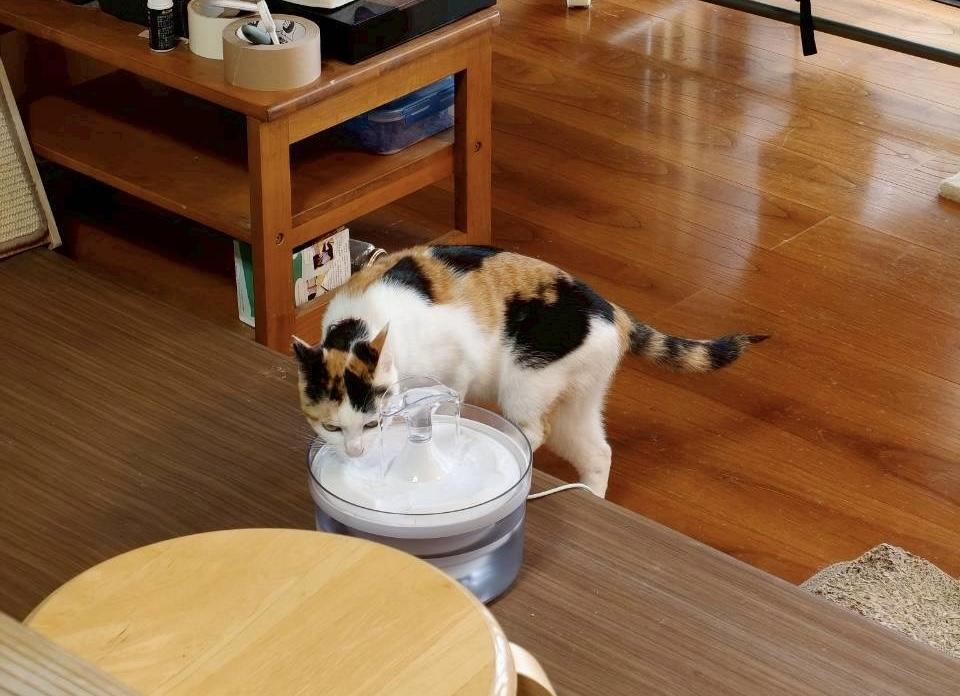 自由に過ごす猫たちと、あたたかな空間-0