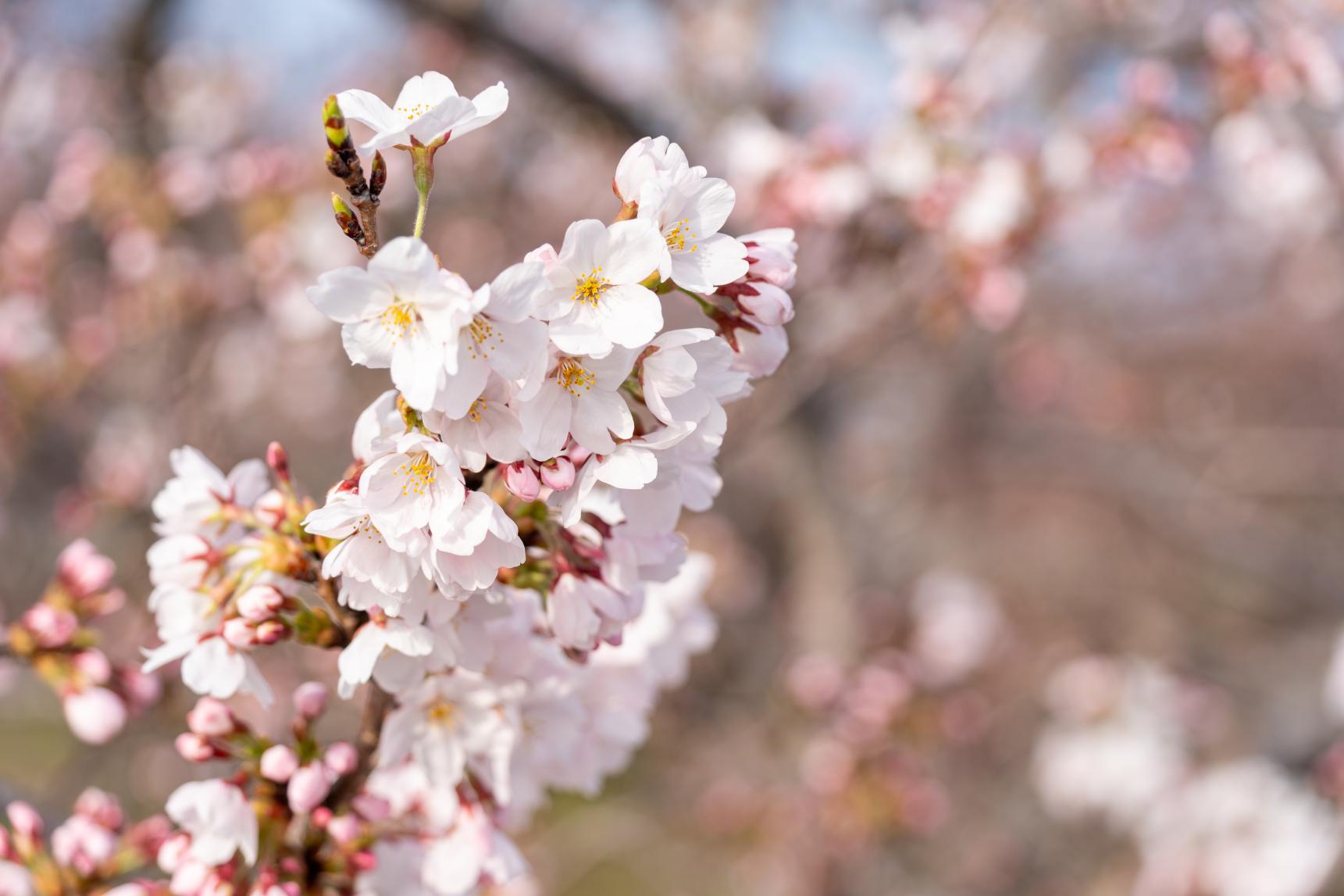 2026年4月2日：桜の見頃はもう少し！-0