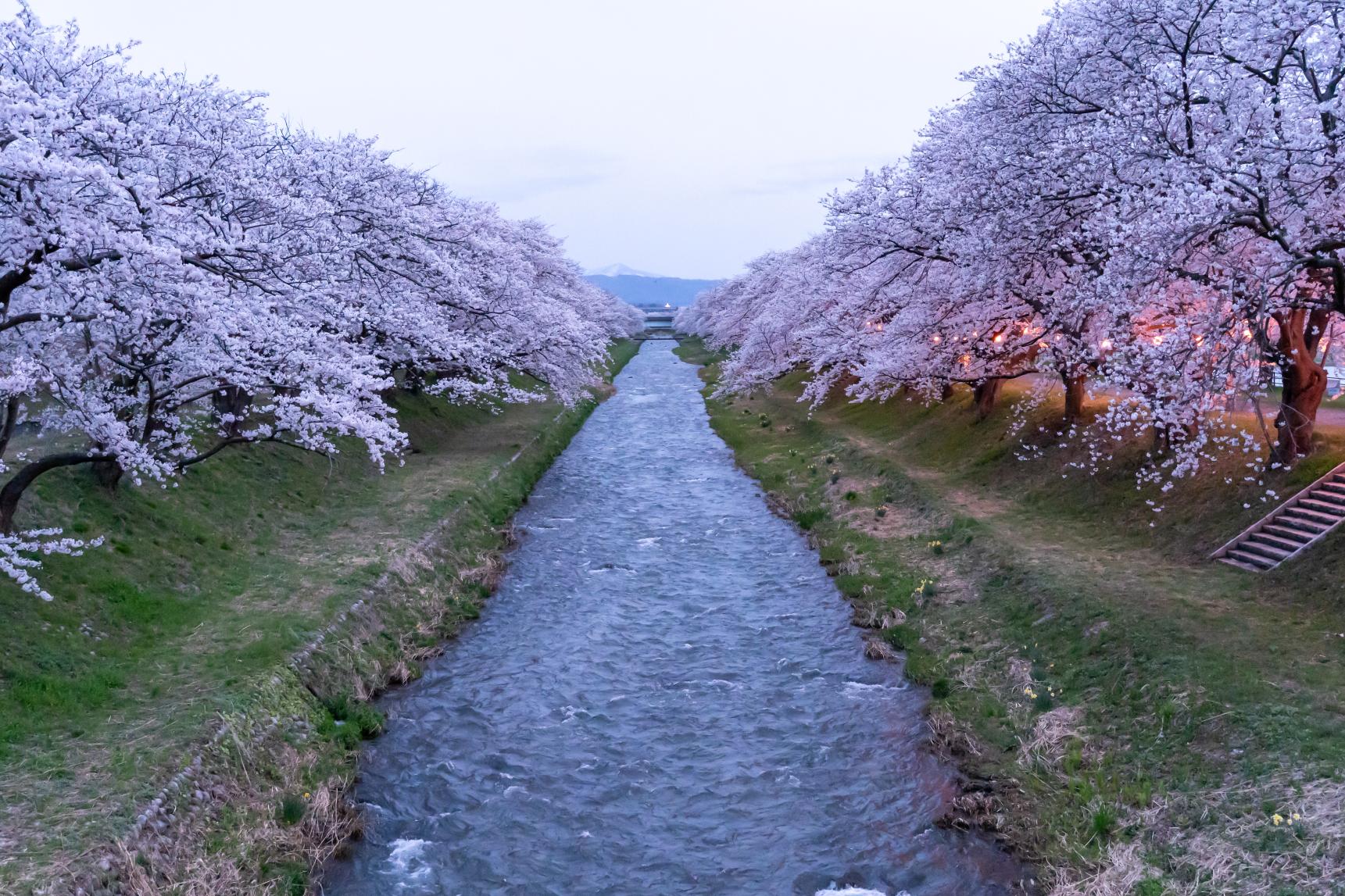 2026年4月6日：花々が続々と見頃を迎える-0