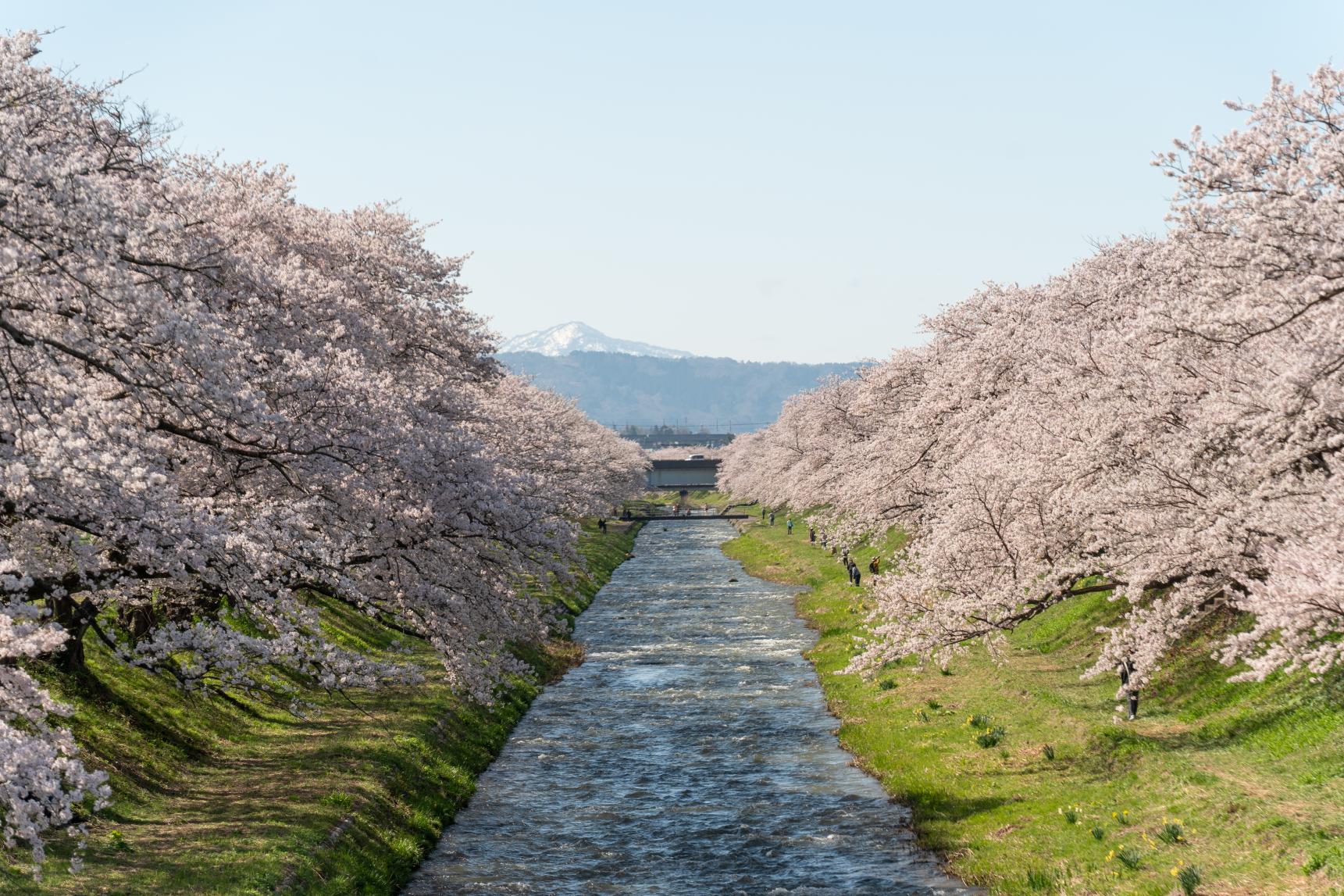 2026年4月8日：春爛漫な1日-1