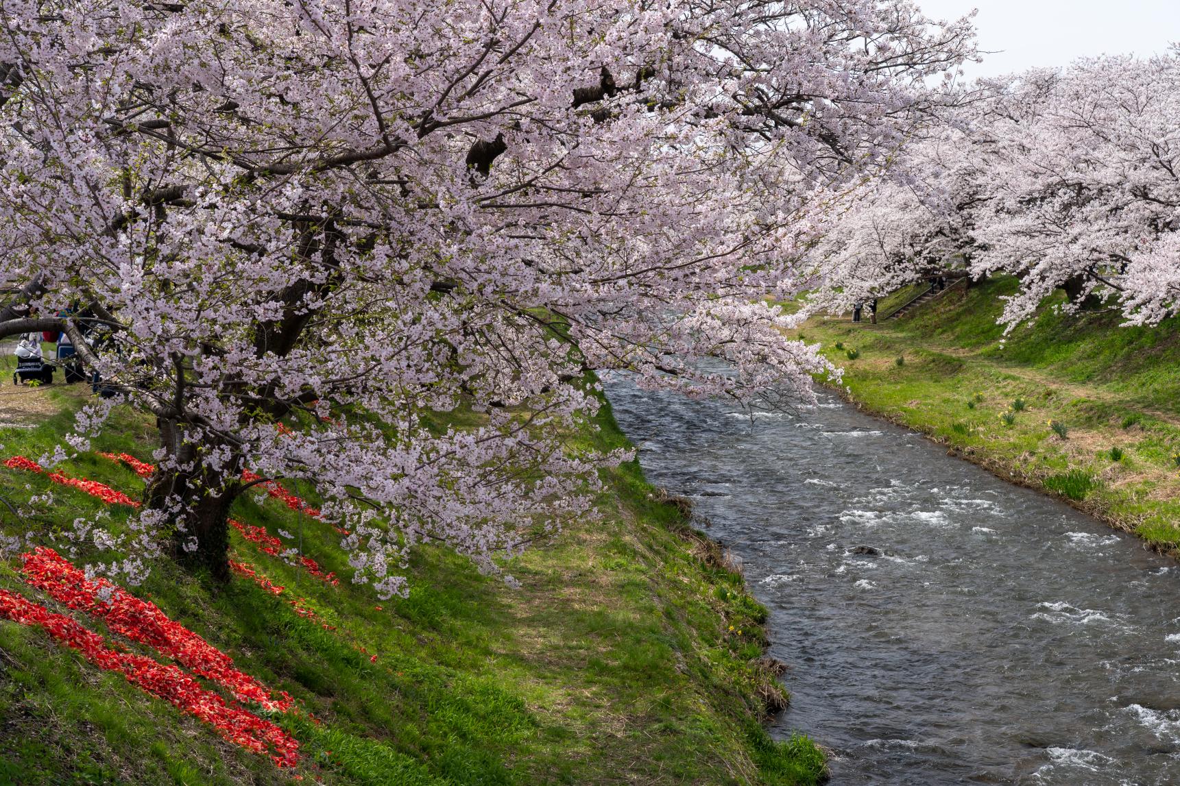 2026年4月9日：菜の花が一気に開花-1