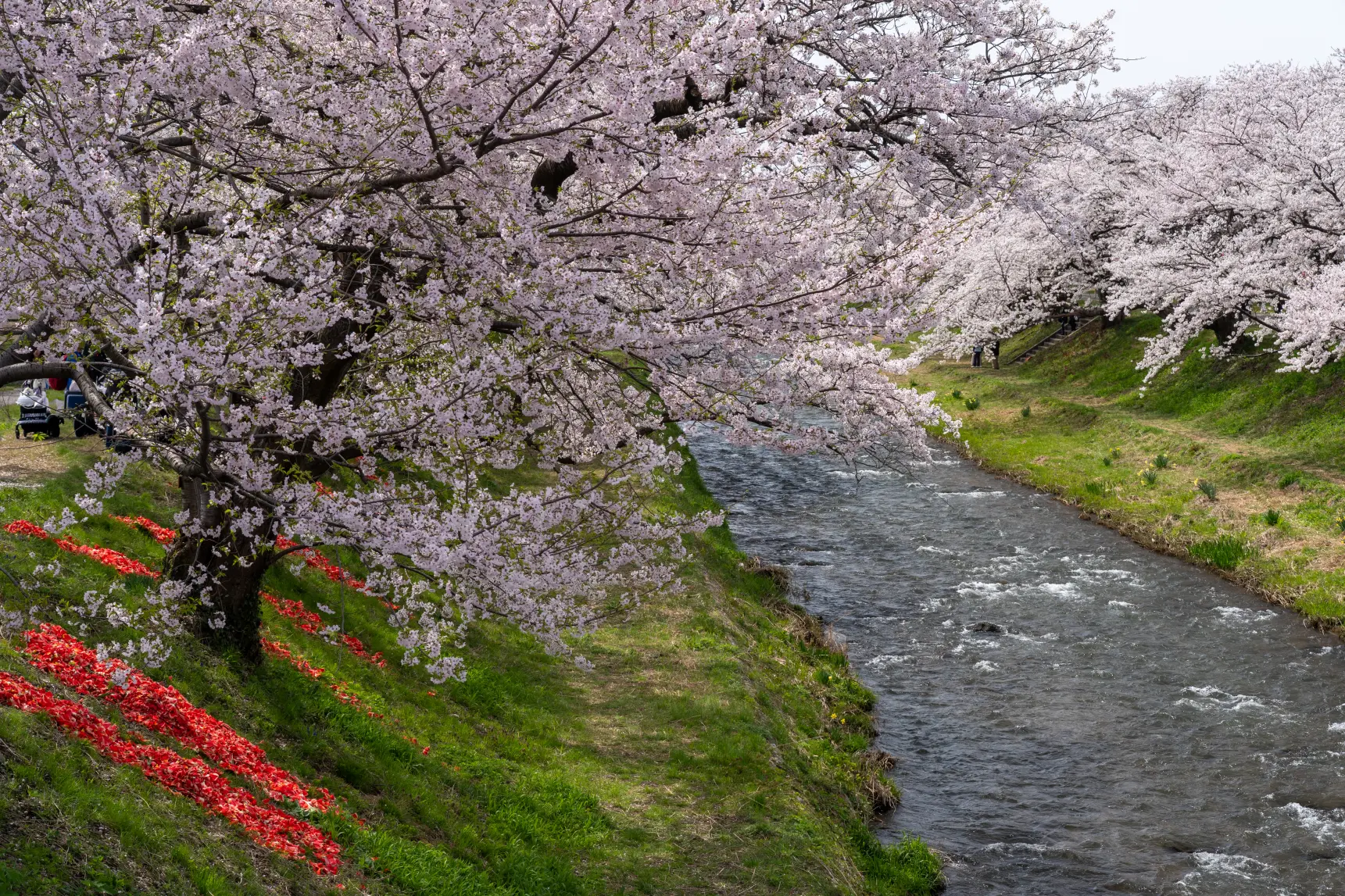 2026年4月9日：菜の花が一気に開花-1