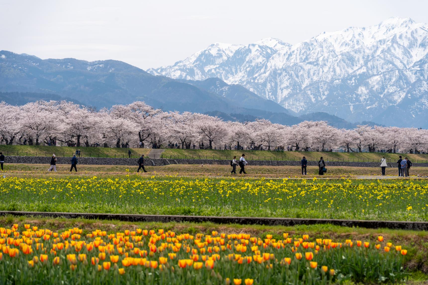 2026年4月9日：菜の花が一気に開花-0