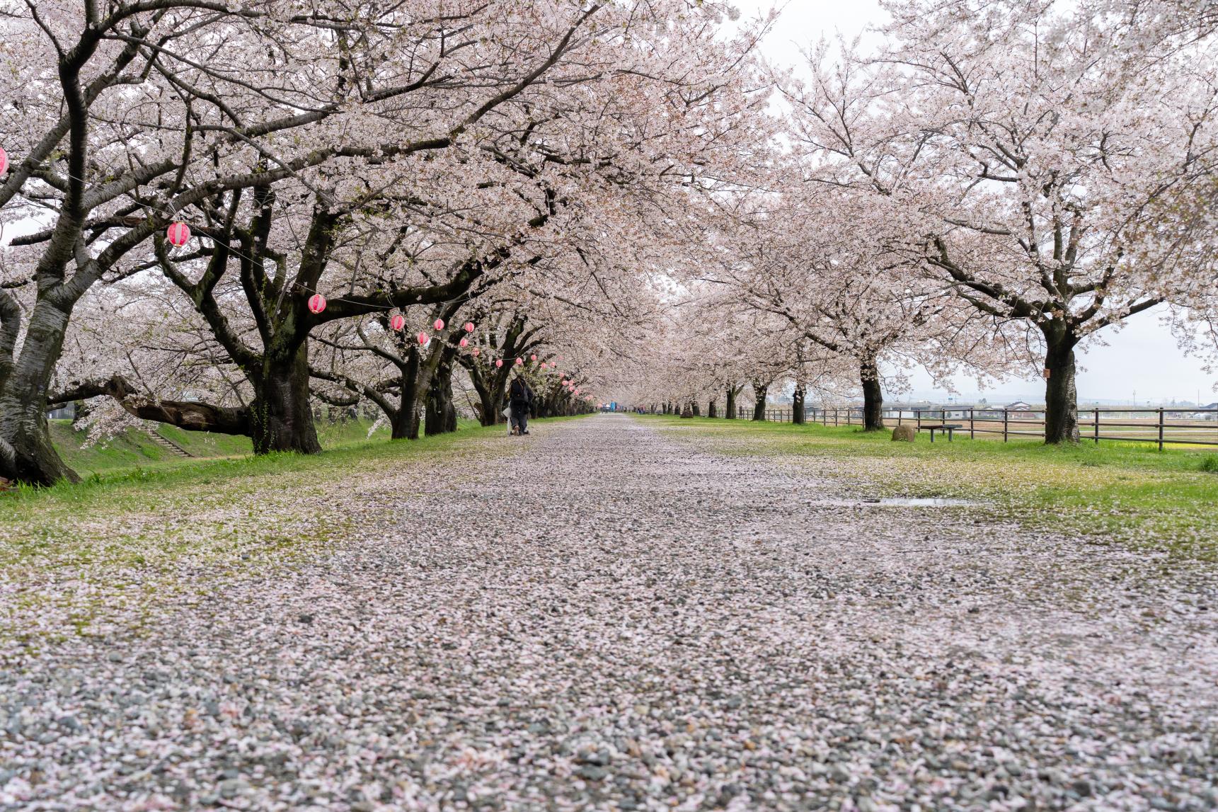2026年4月11日：桜の花吹雪が美しい1日-0