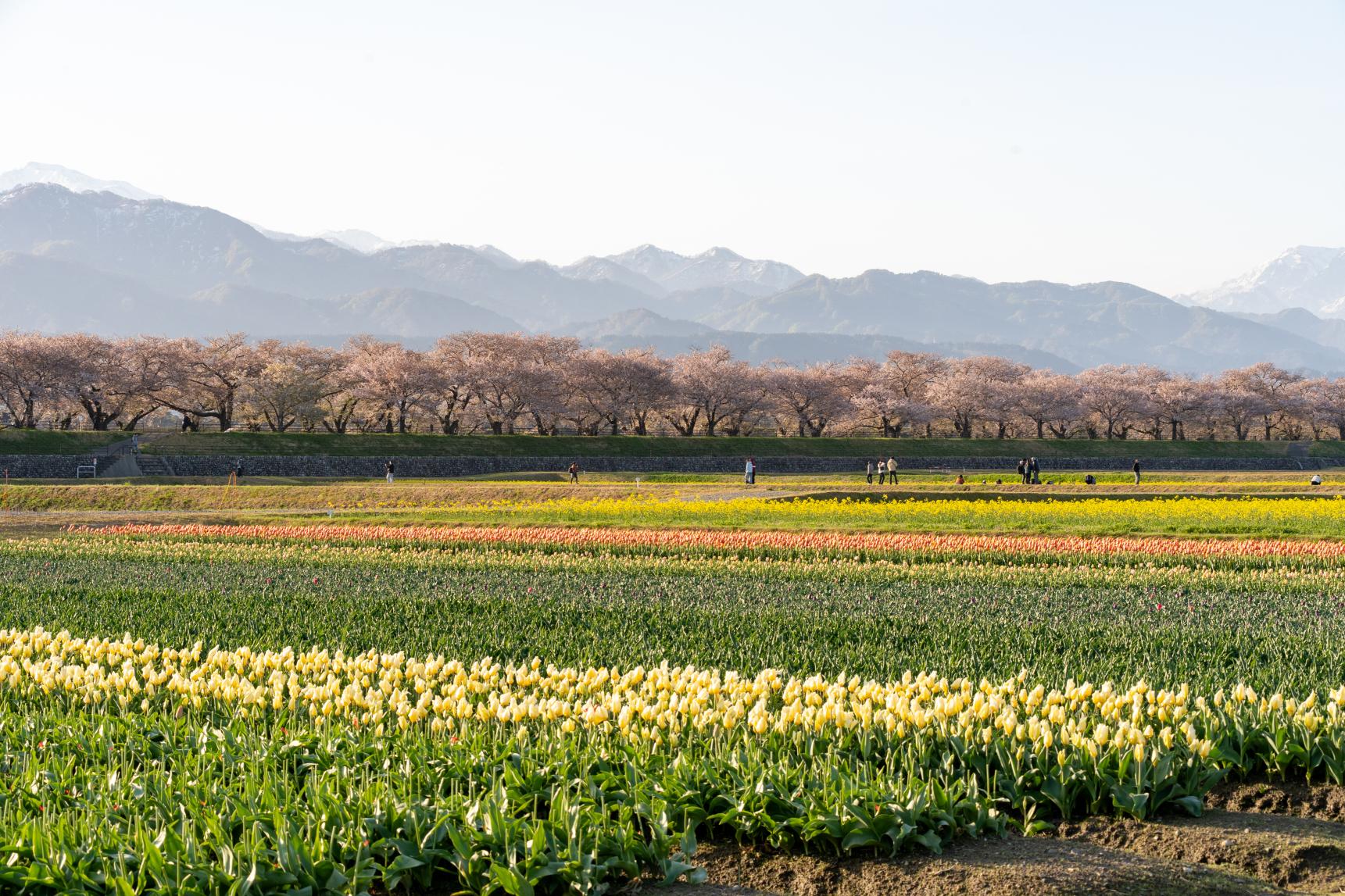 2026年4月12日：満開を迎えた週末は観光客で大賑わい-0