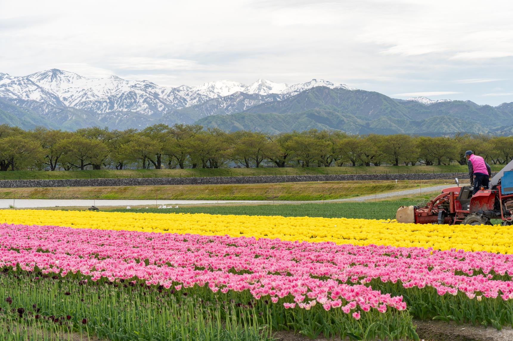 2026年4月22日：新緑と菜の花のビタミンカラーに美しい季節に-0