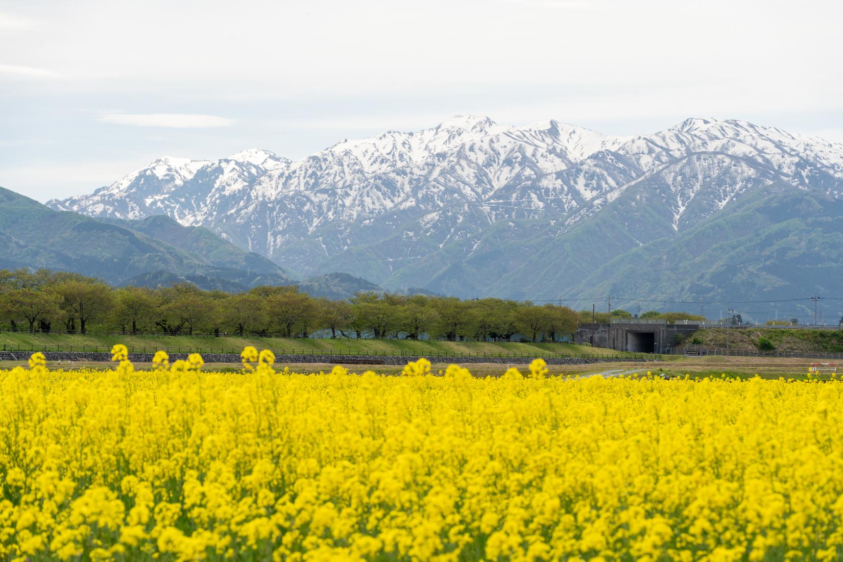 2026年4月22日：新緑と菜の花のビタミンカラーに美しい季節に-1
