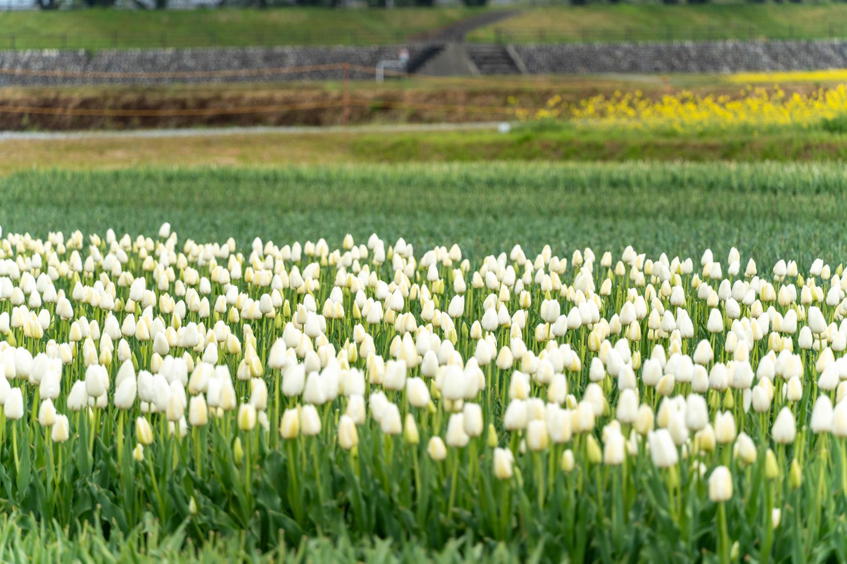 2026年4月27日：いよいよ最後の花摘みへ-1