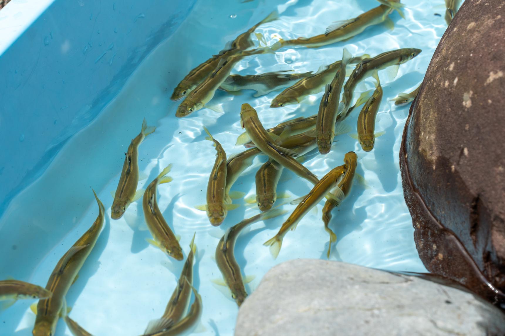 富山グルメは海の幸だけじゃない！清流が育む川魚文化の魅力-0