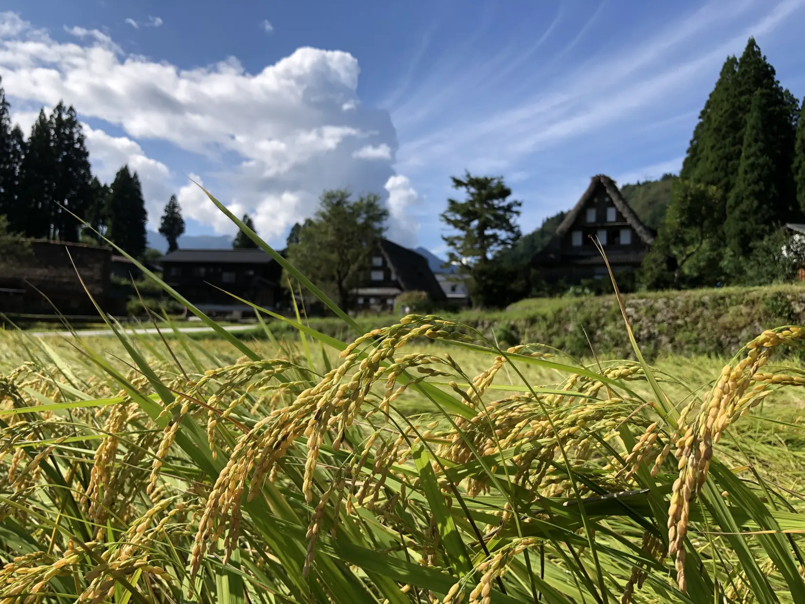 世界遺産で農業体験！仲間と家族と楽しめる！大満足間違いなしのオーナー制度をご紹介します！