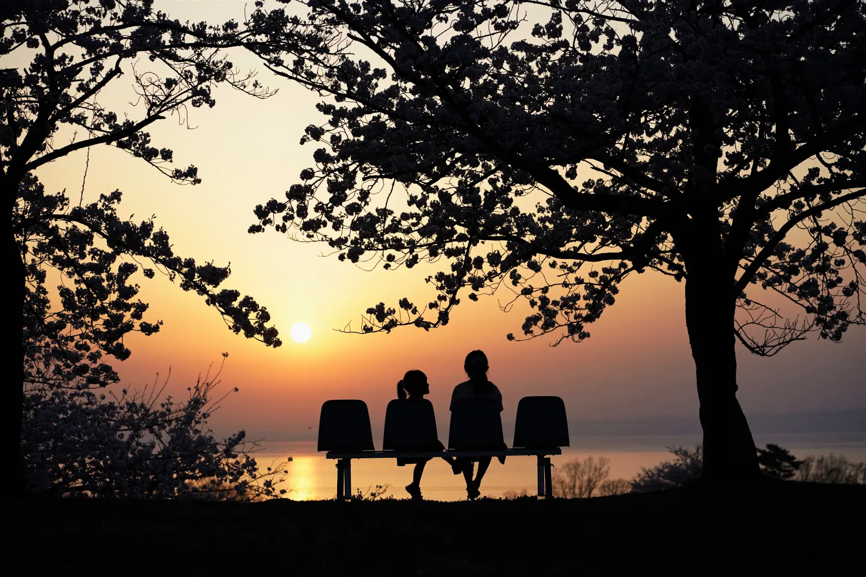 家族で行こう！富山県の桜の名所オススメ３選！-1