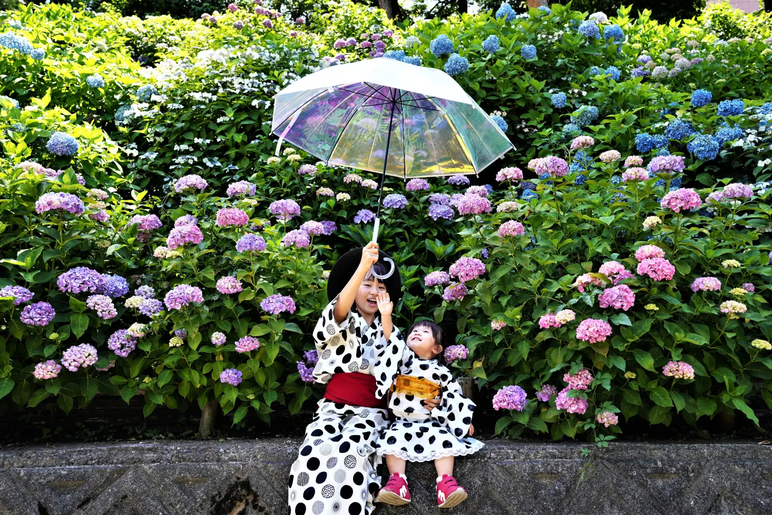 富山県のあじさいスポット言えばここ！「富山市ファミリーパーク」と「県民公園 太閤山ランド」に行ってみた！-1