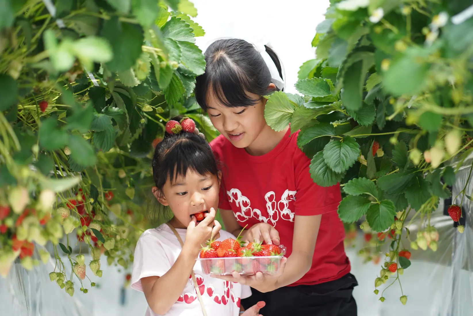 親子連れ必見！小矢部市にある人気の「宇川農産」でいちご狩りを楽しもう！-1