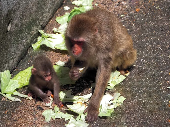 富山市ファミリーパークの「ごっくんタイム」で動物の魅力を再発見！-1