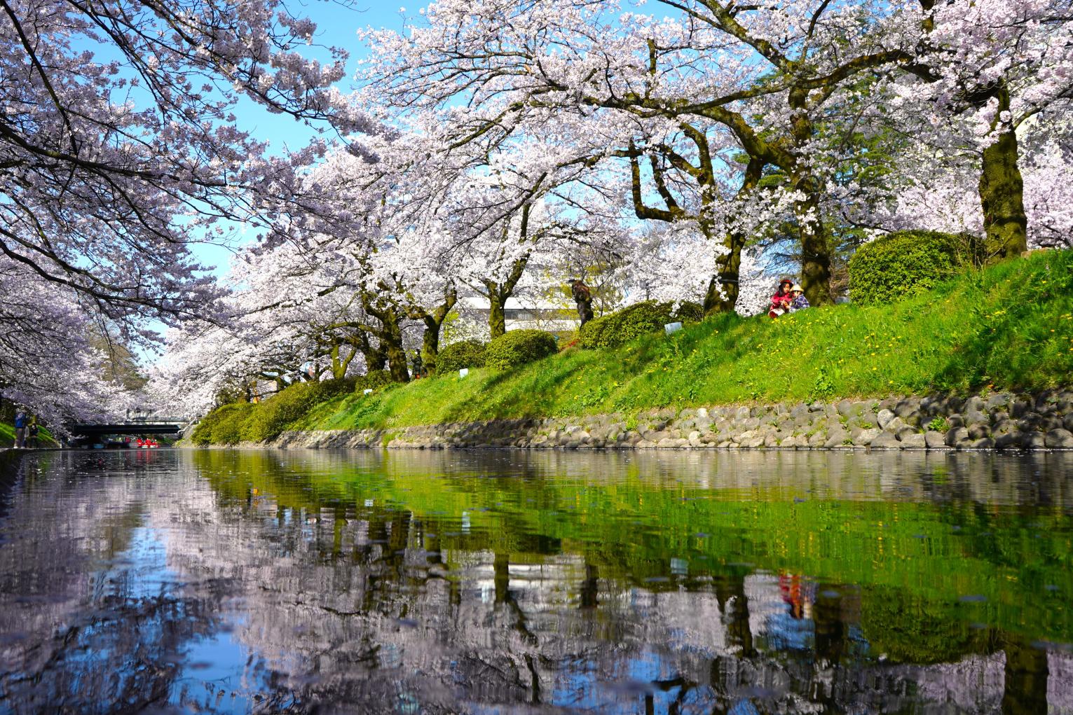 富山駅からいける桜の定番スポット！川沿いの桜が美しい「松川」と「いたち川」