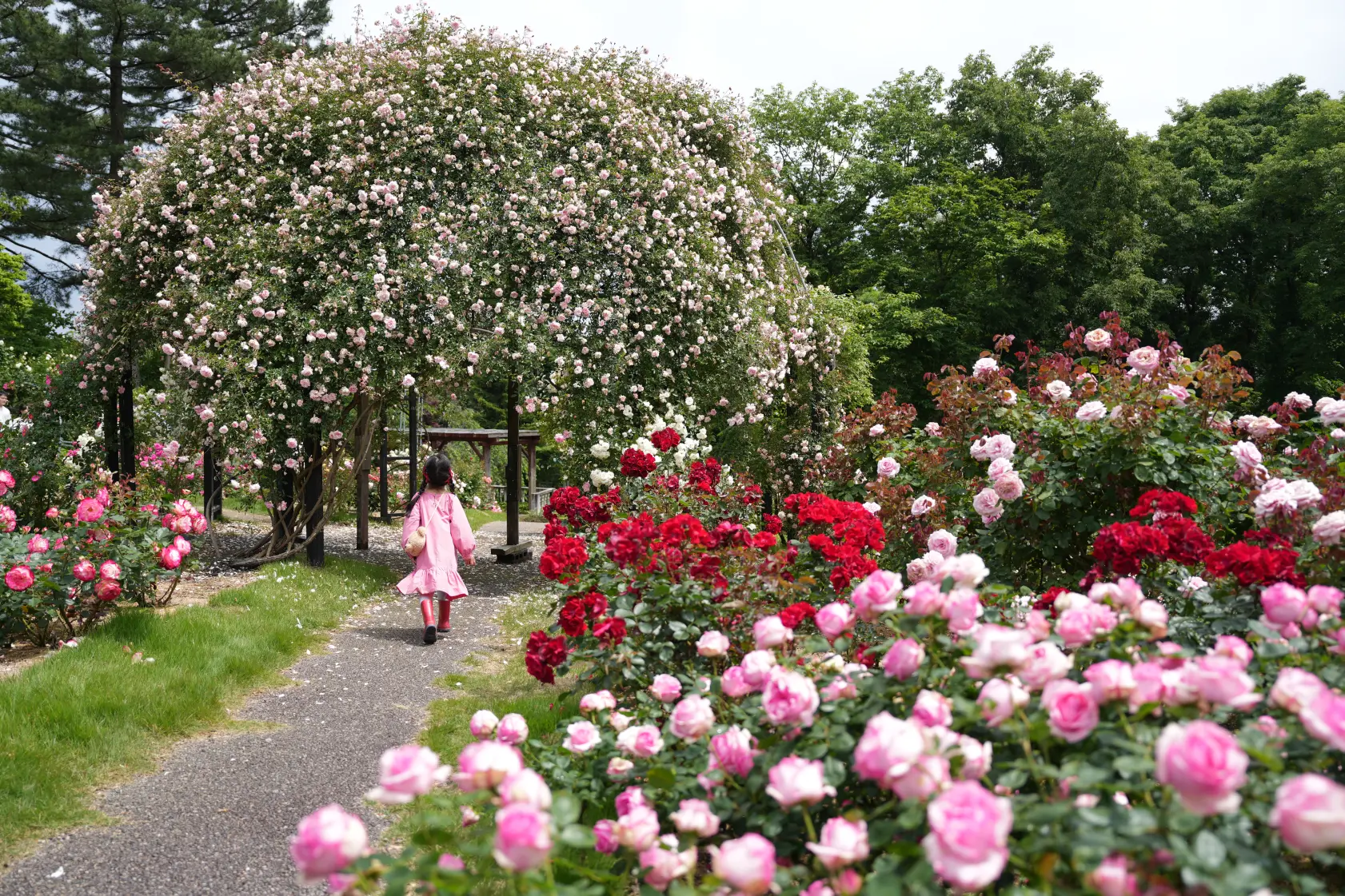 「氷見あいやまガーデン」で四季折々の花々（チューリップ、 バラ、ユリ、ダリアなど）に癒される-1