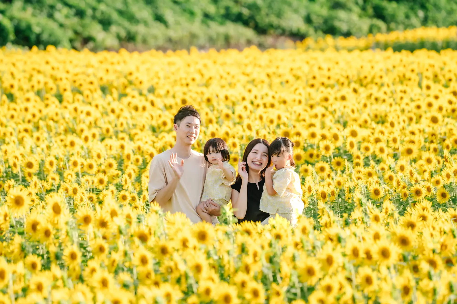 2026年】富山県内最大級の「ひまわり畑」笑顔咲く農作地へ！亡き子に