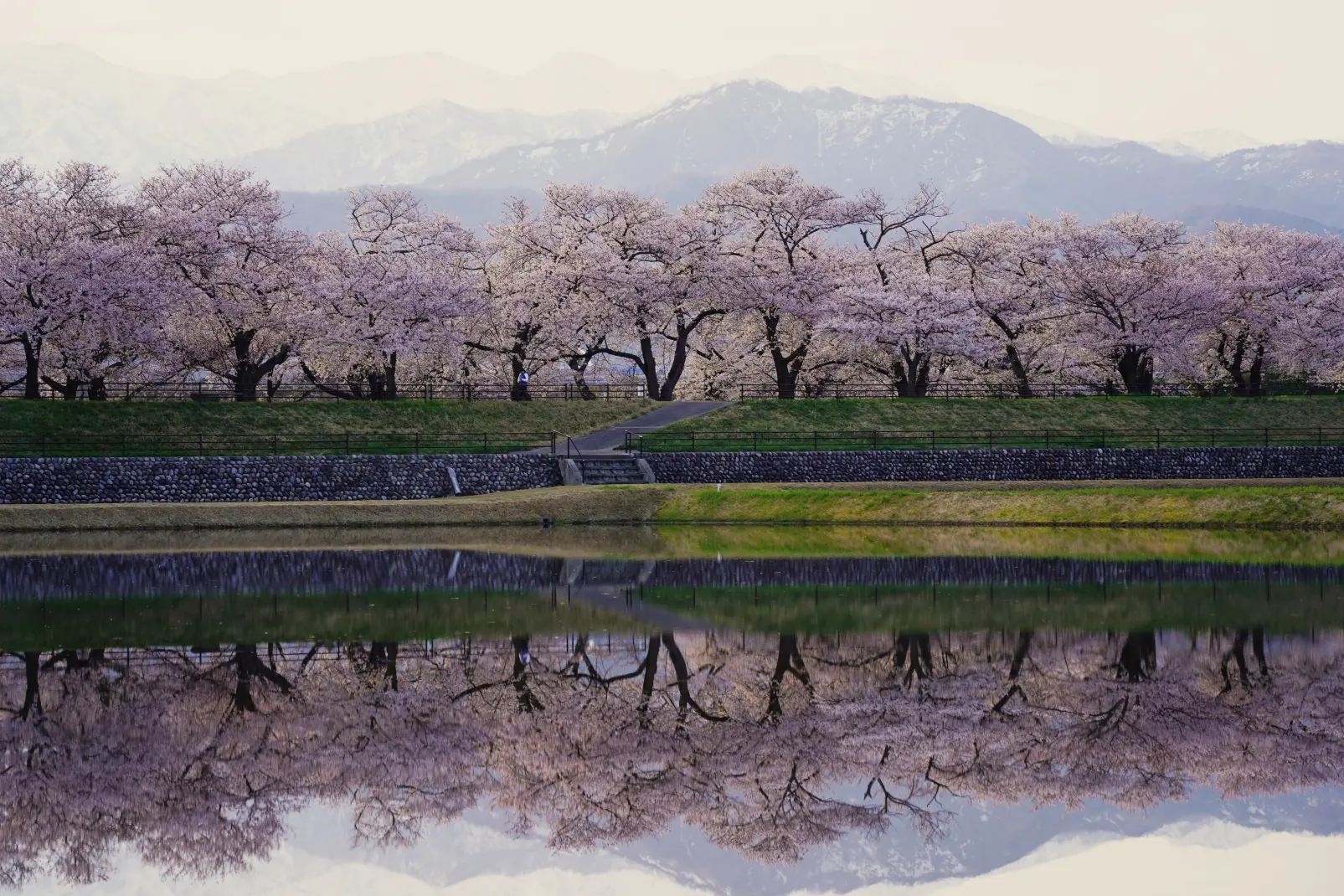 富山県の春の絶景！あさひ舟川「春の四重奏」の見どころを紹介します