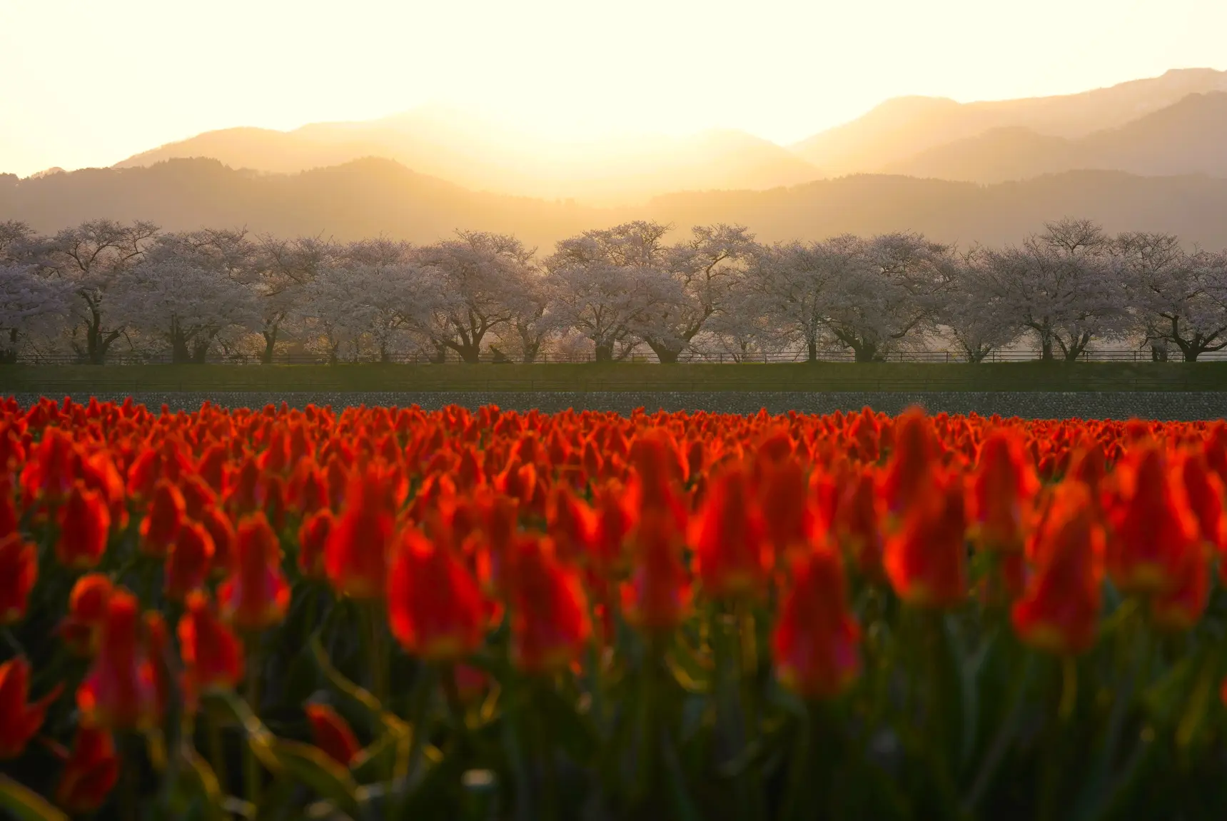 富山県の春の絶景！あさひ舟川「春の四重奏」の見どころを紹介します！-1
