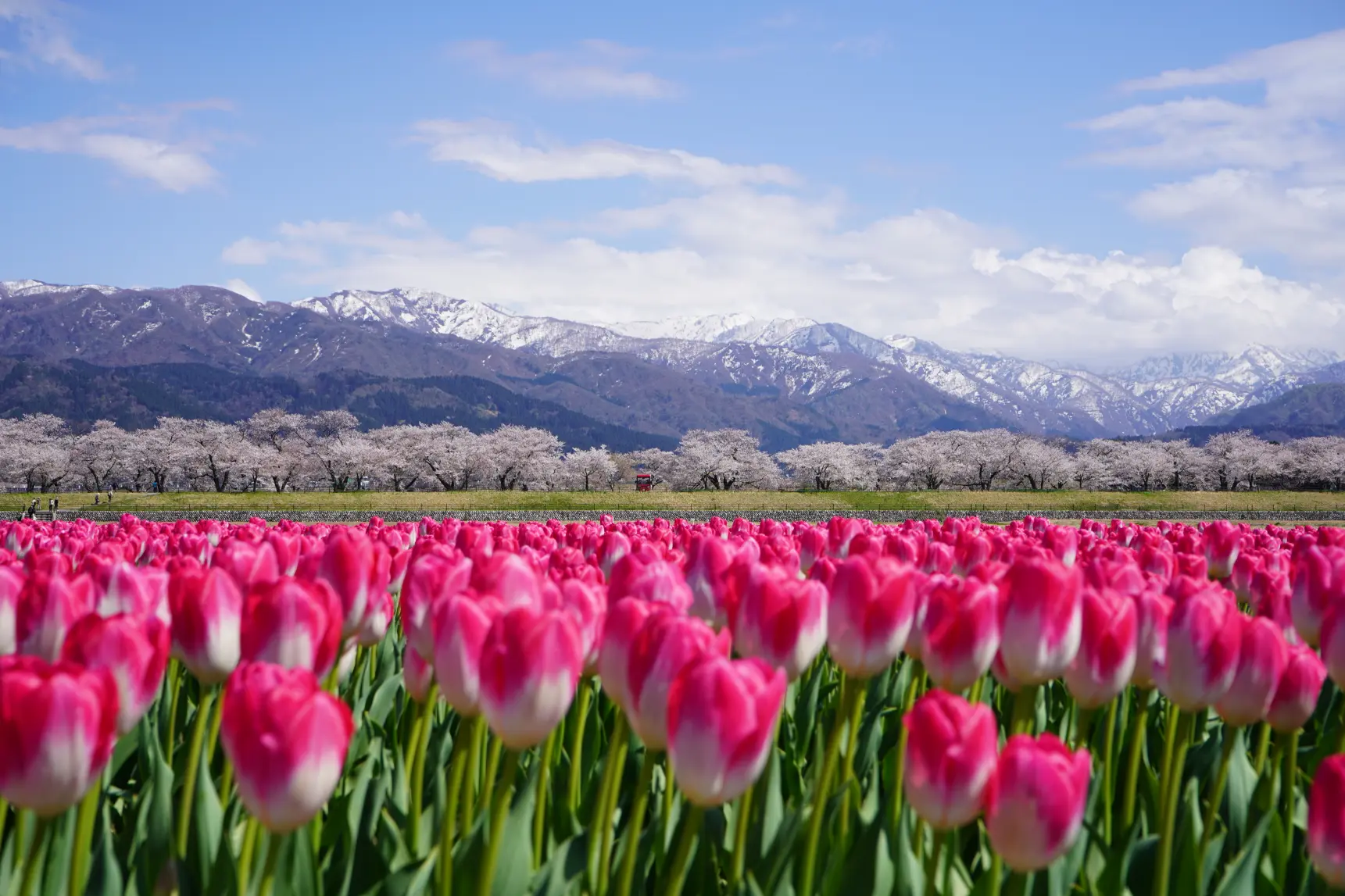 富山県の春の絶景！あさひ舟川「春の四重奏」の見どころを紹介します