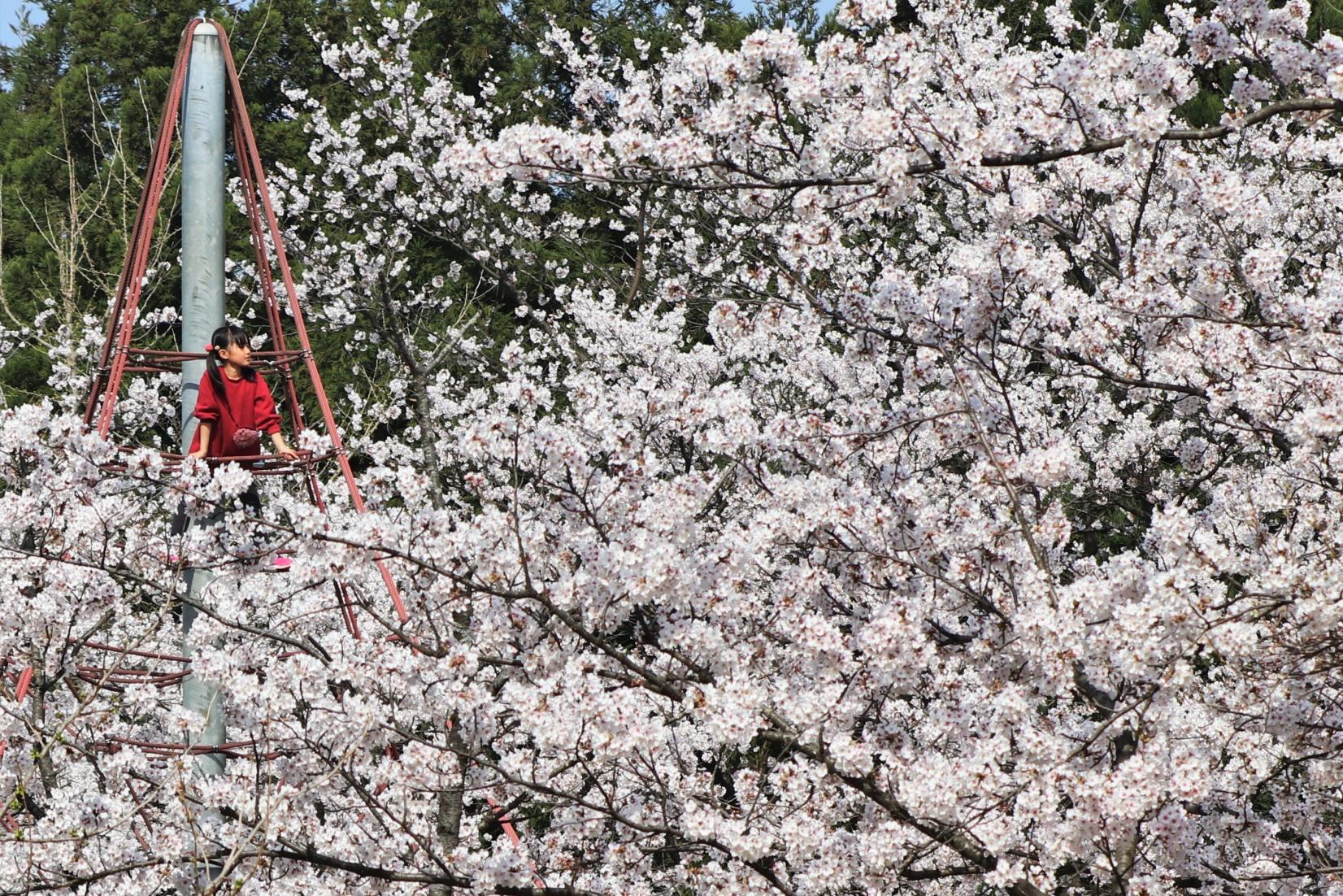 子供たちも大満足！桜が咲き誇る公園スポット４選！